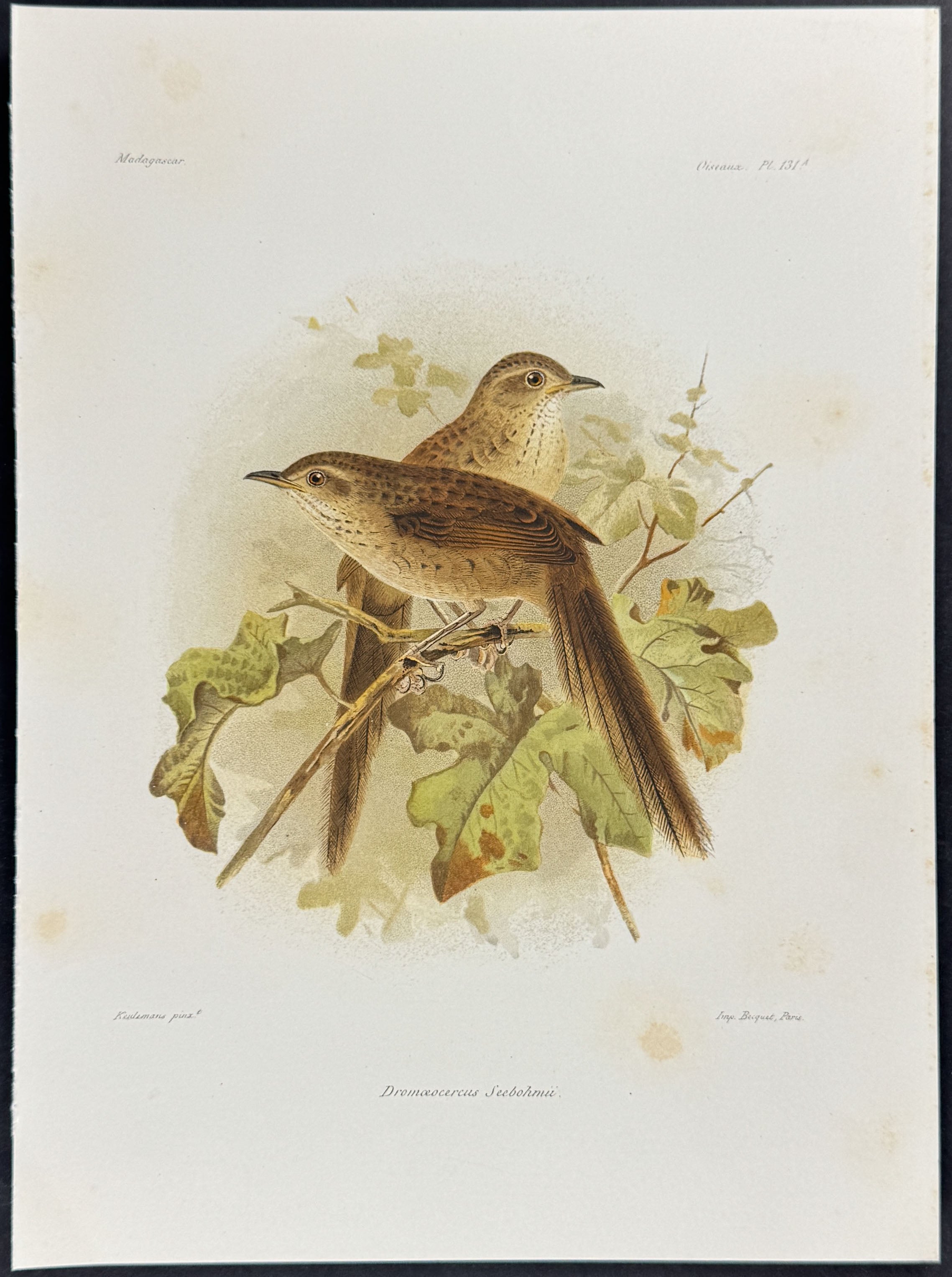 Atlas wheatear (Dromœocercus Seebohmu)
