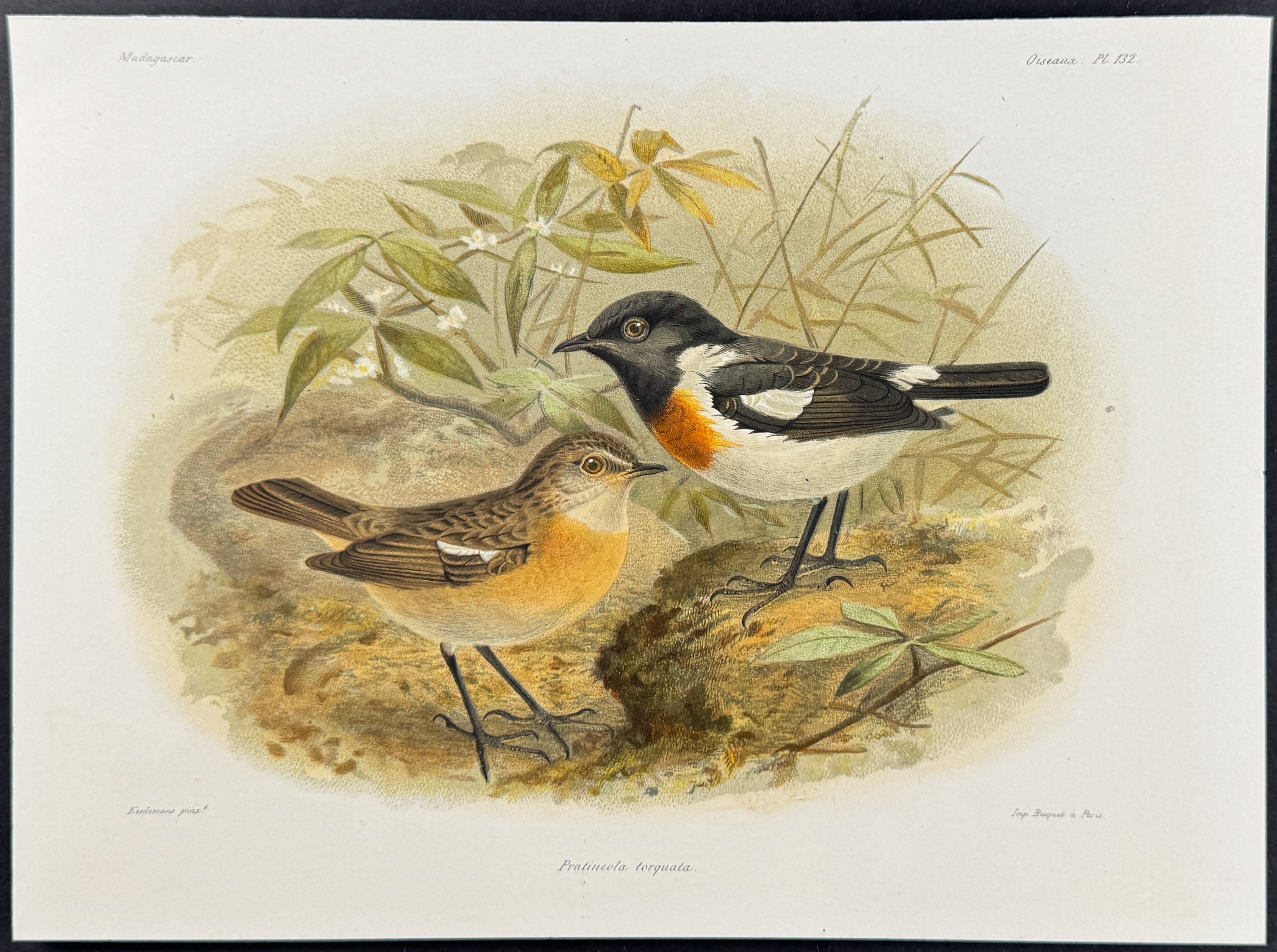 Collared pratincole (Pratincola torguata)