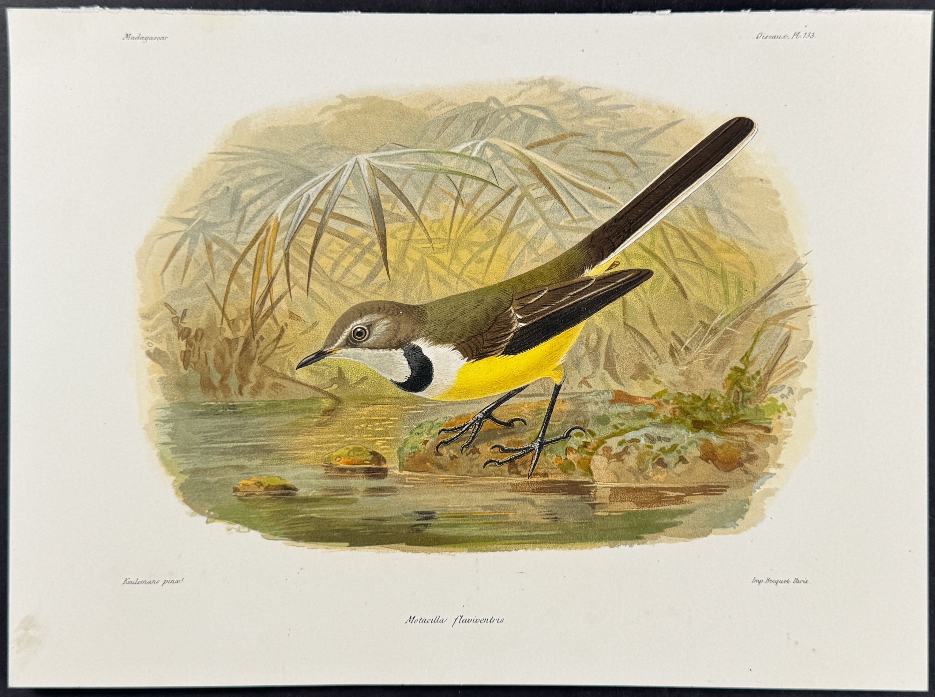 Madagascar wagtail (Motacilla flaviventris) - 2 Plates