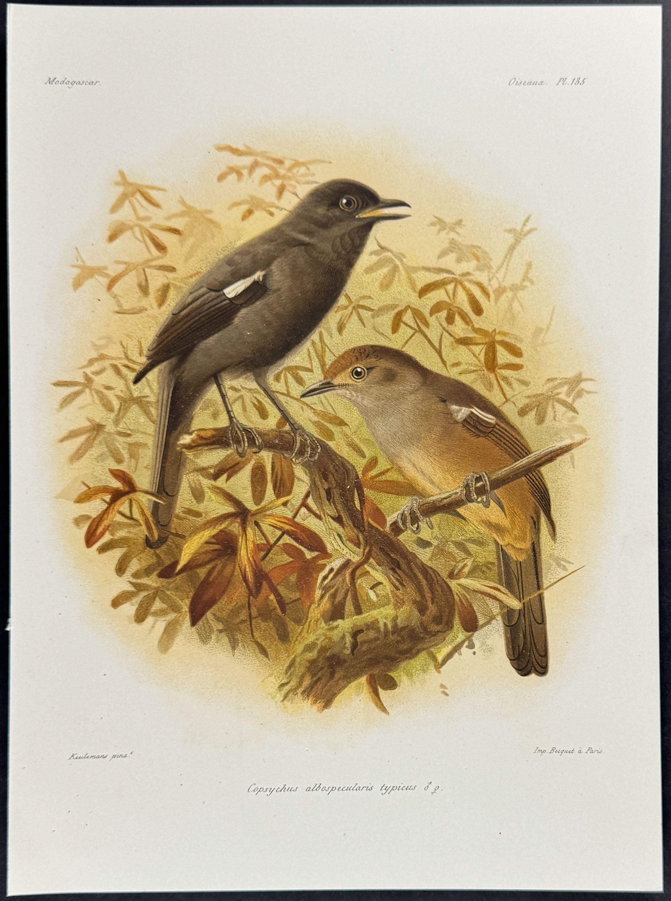 Madagascar magpie-robin (Copsychus albospecularis typicus)