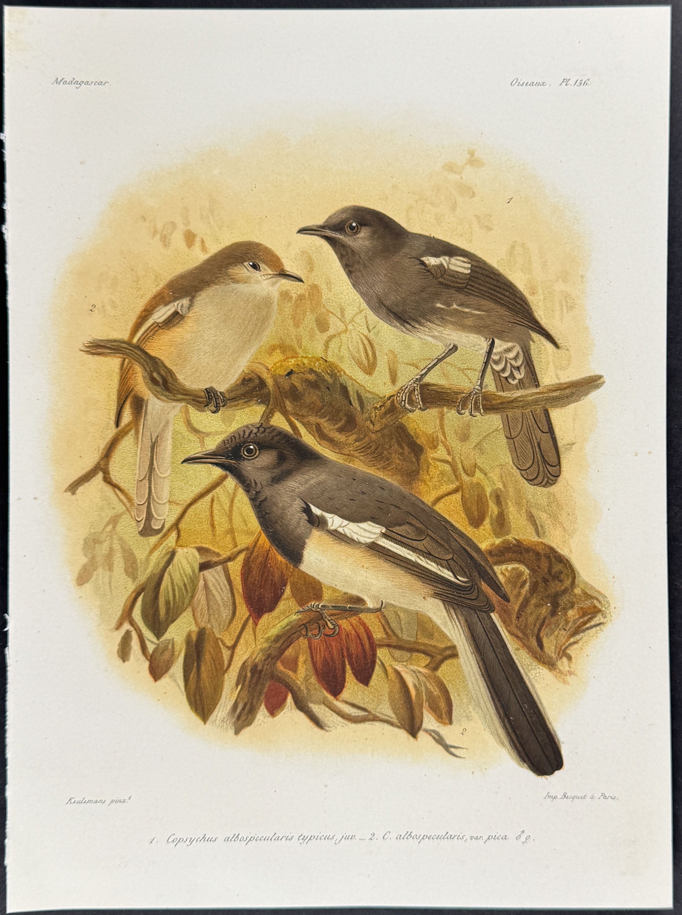 Madagascar magpie-robin  (Copsychus albospecularis typicus)