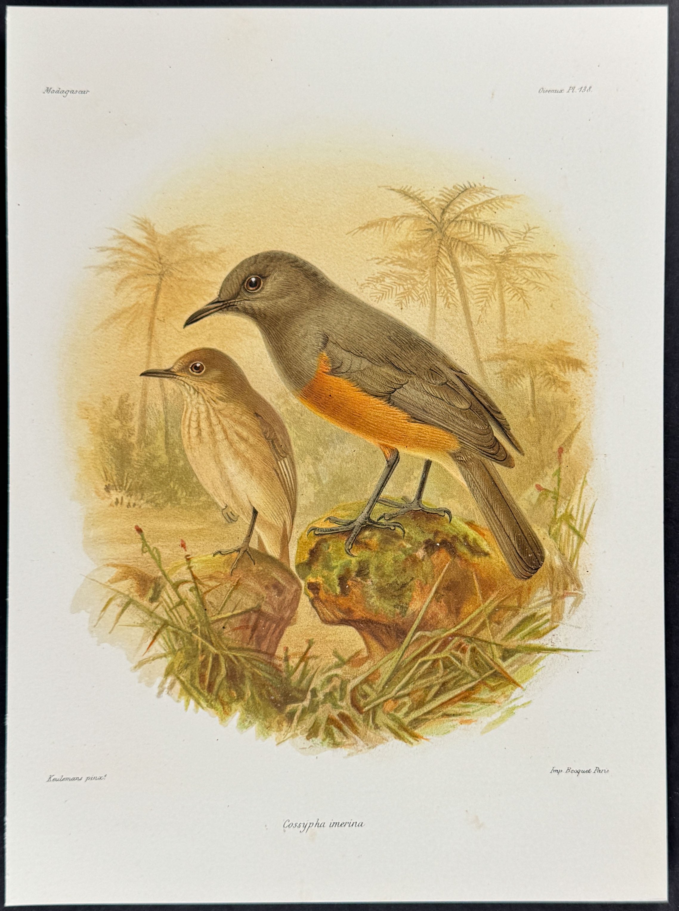 Littoral rock thrush (Cossypha imerina) - 2 Plates