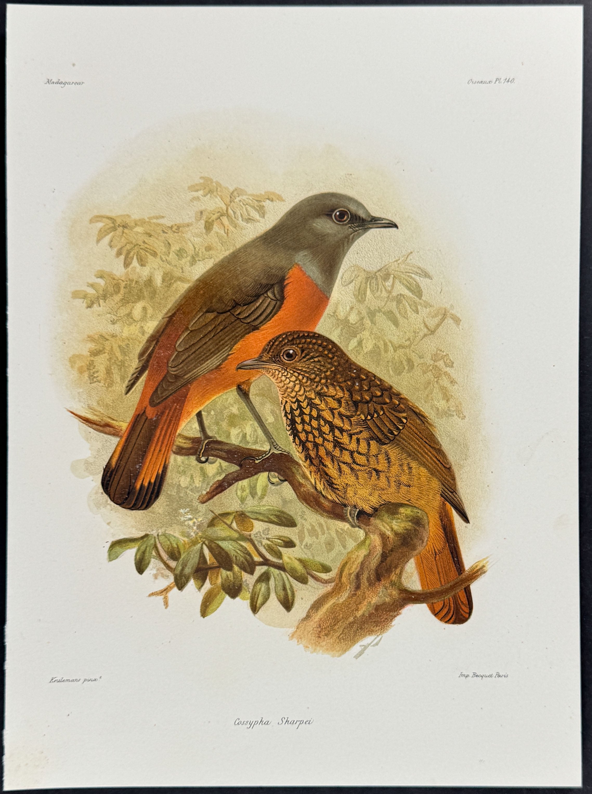 Forest Rock-Thrush (Cossypha Sharpei)