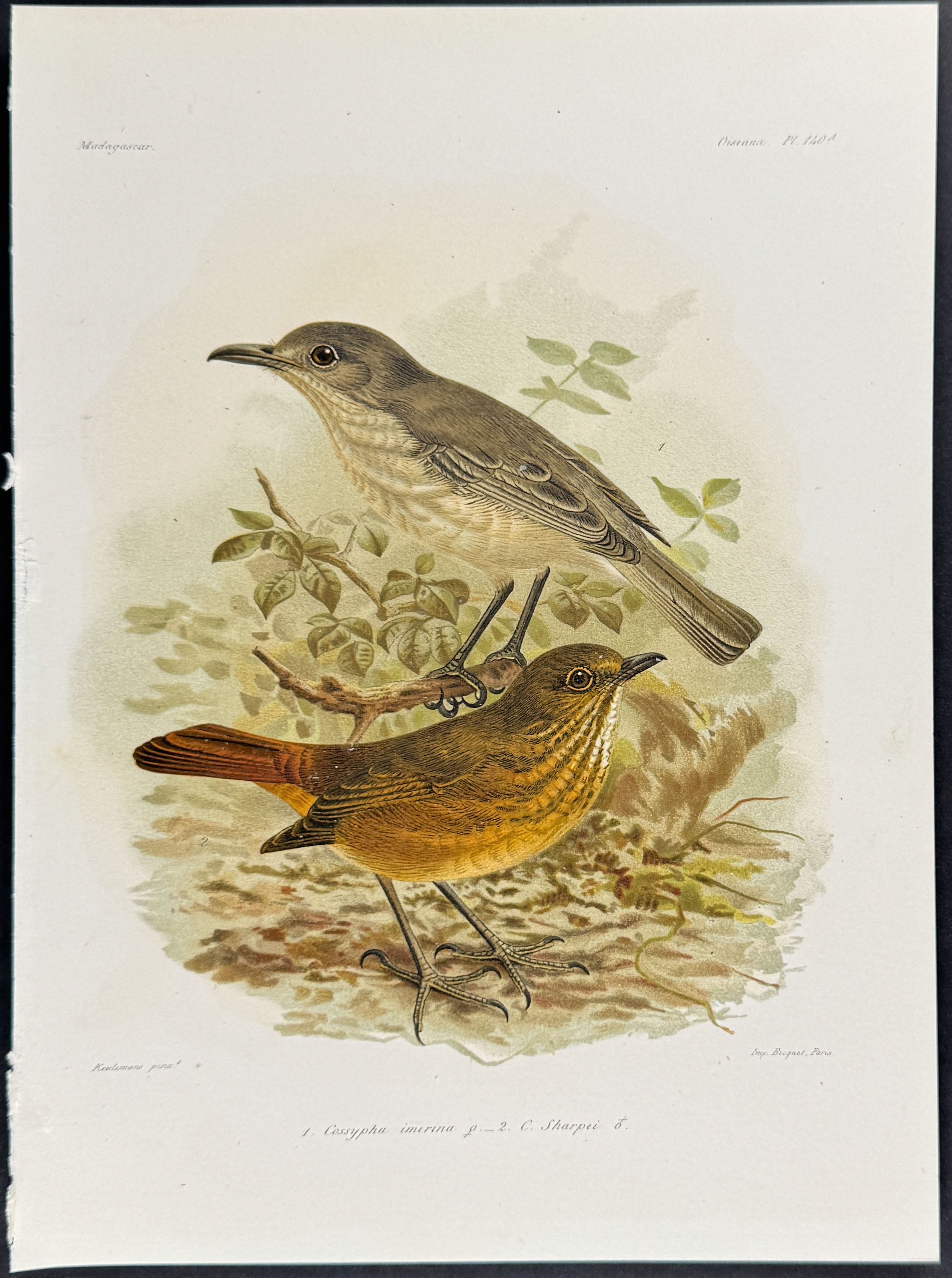 Littoral rock thrush & Forest Rock-Thrush (Cossypha imerina & Cossypha Sharpei)