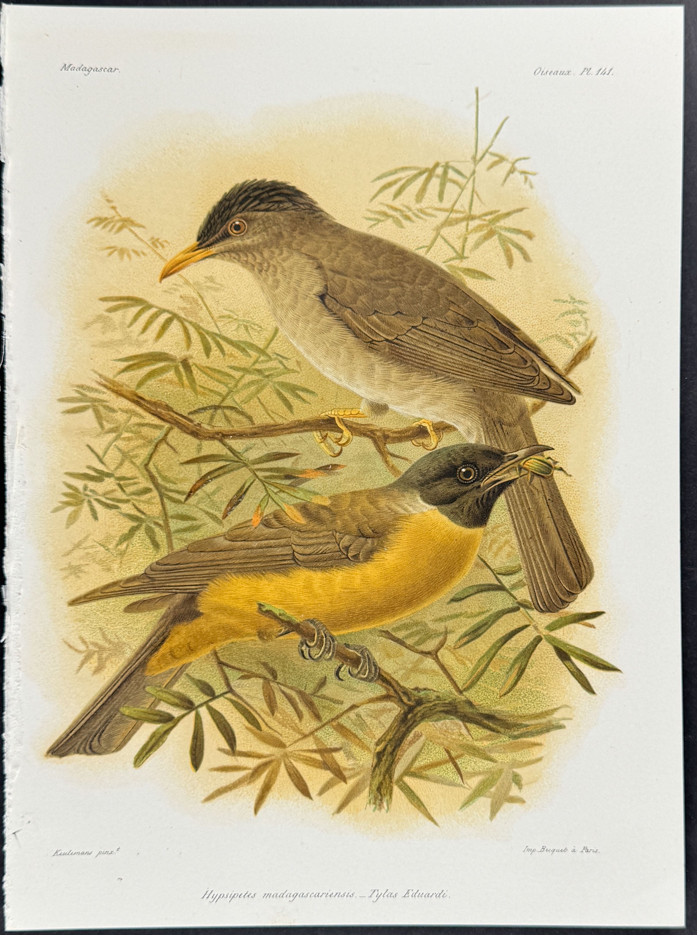 Malagasy bulbul (Hypsipetes madagascariensis) - 2 Plates