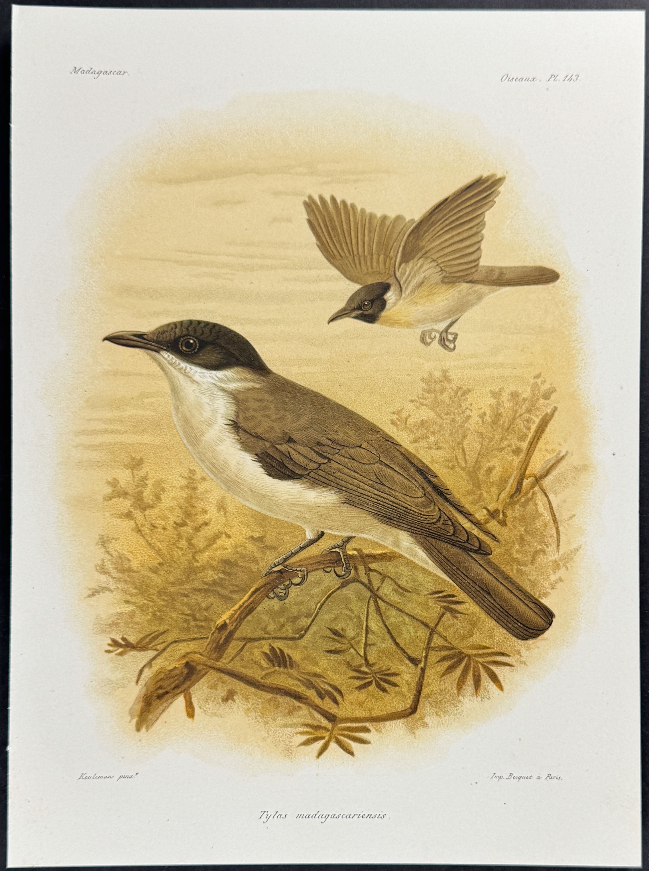 Tylas vanga (Tylas madagascariensis)