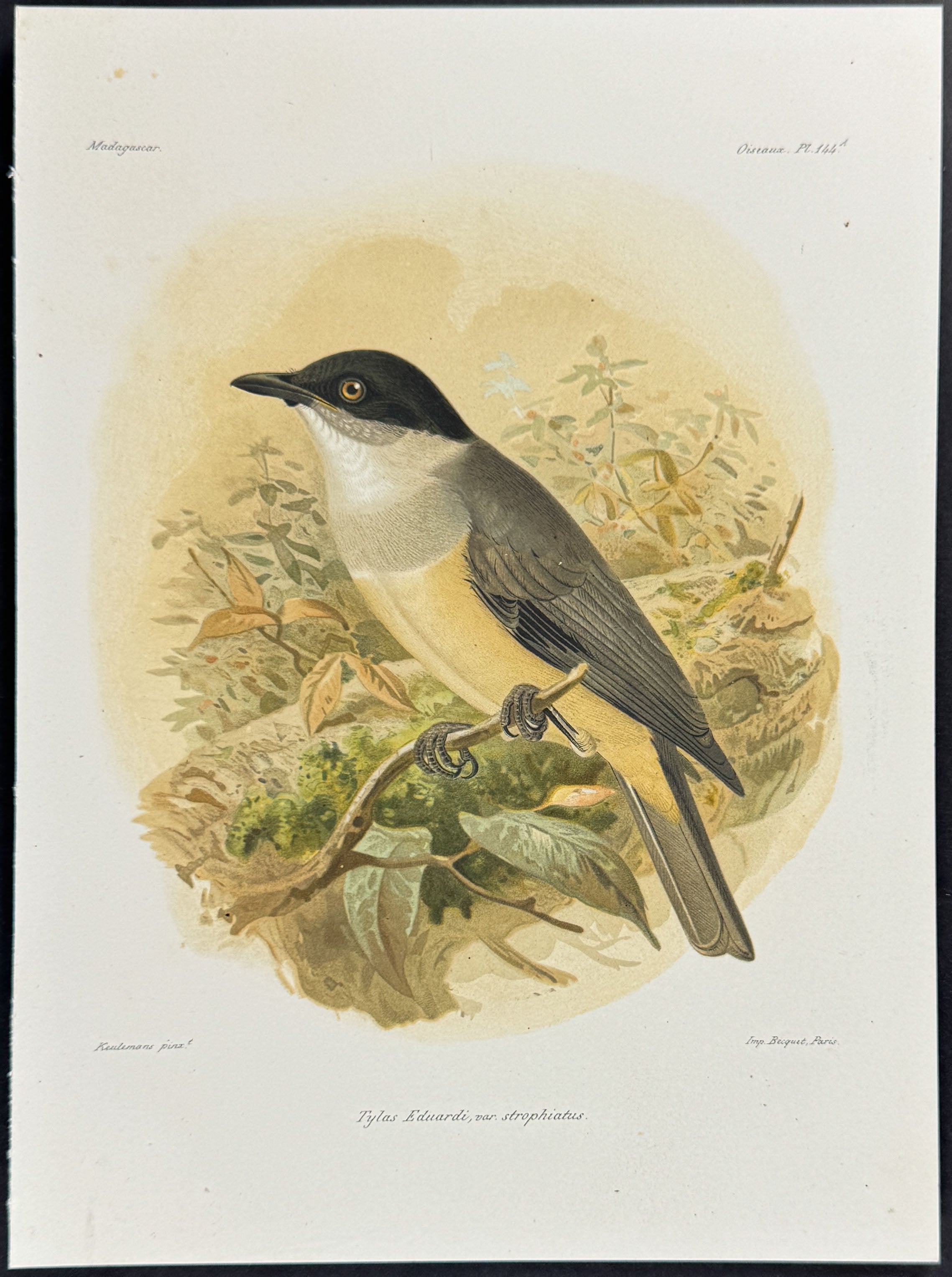 Tylas vanga (Tylas Eduardi)