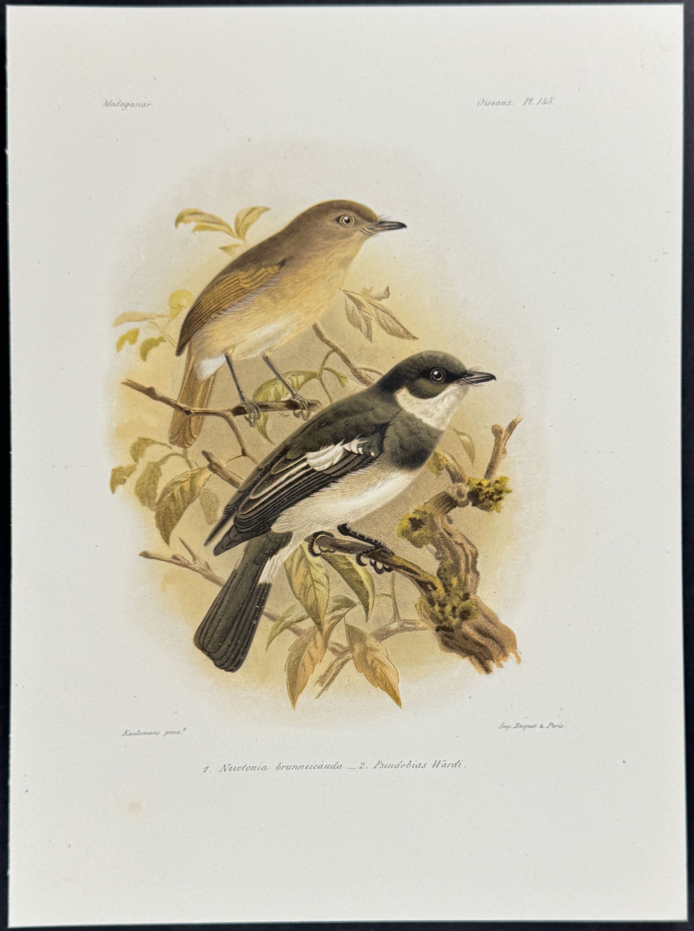 Common newtonia & Ward's flycatcher (Newtonia brunneicauda & Pseudobias Wardi) - 2 Plates