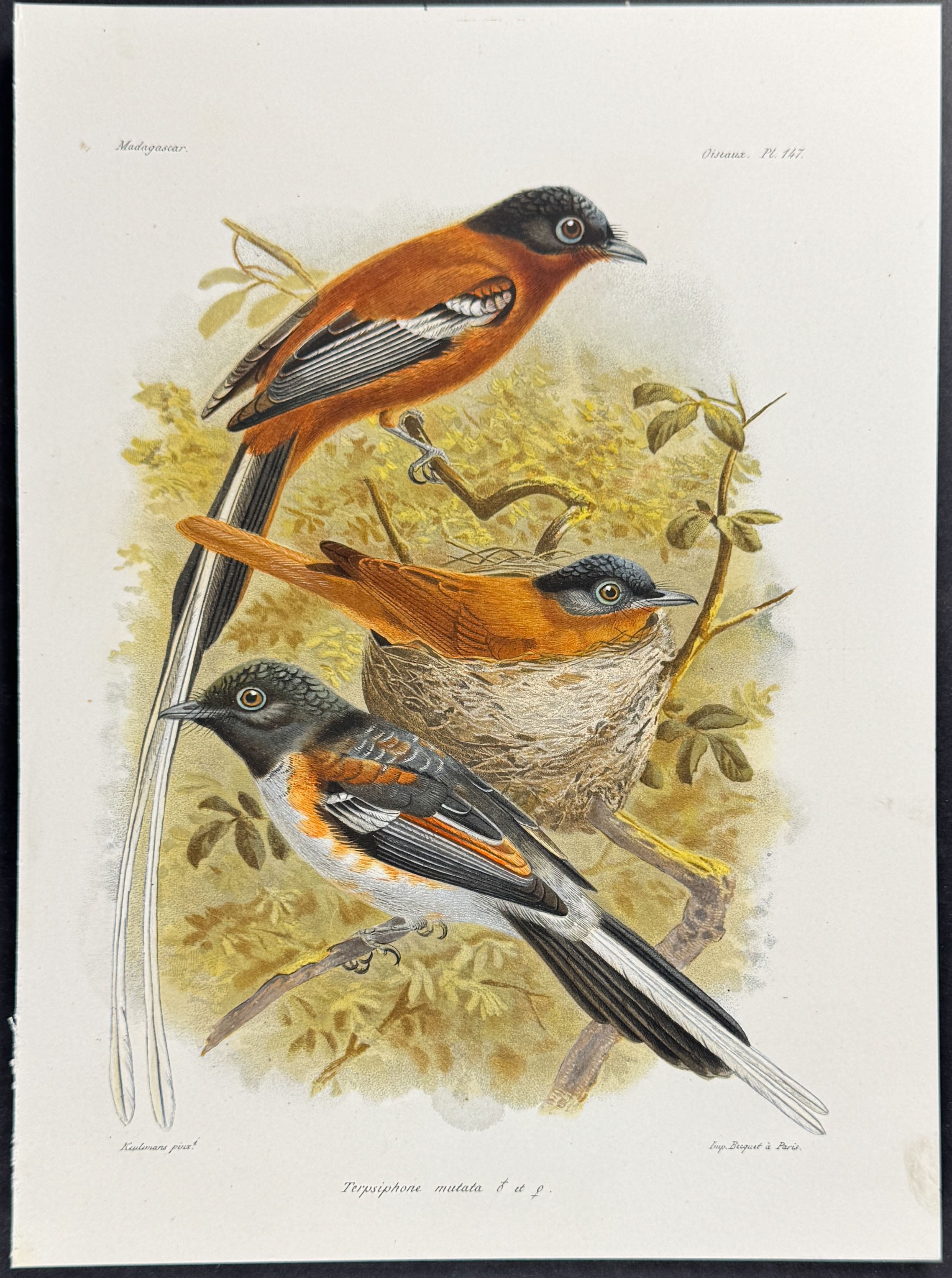 Malagasy paradise flycatcher (Terpsiphone mutata)