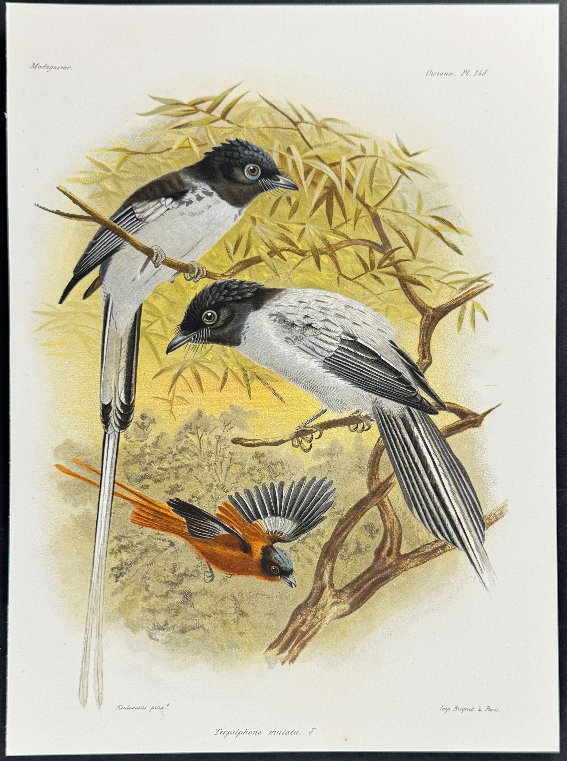 Malagasy paradise flycatcher (Terpsiphone mutata)