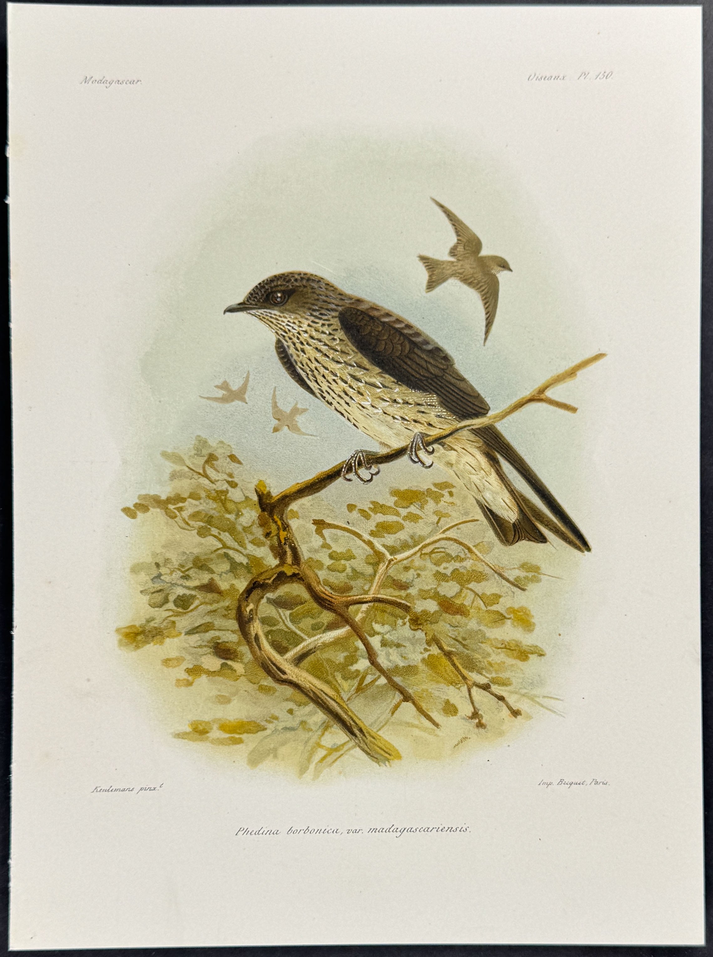 Mascarene martin (Phedina borbonica)