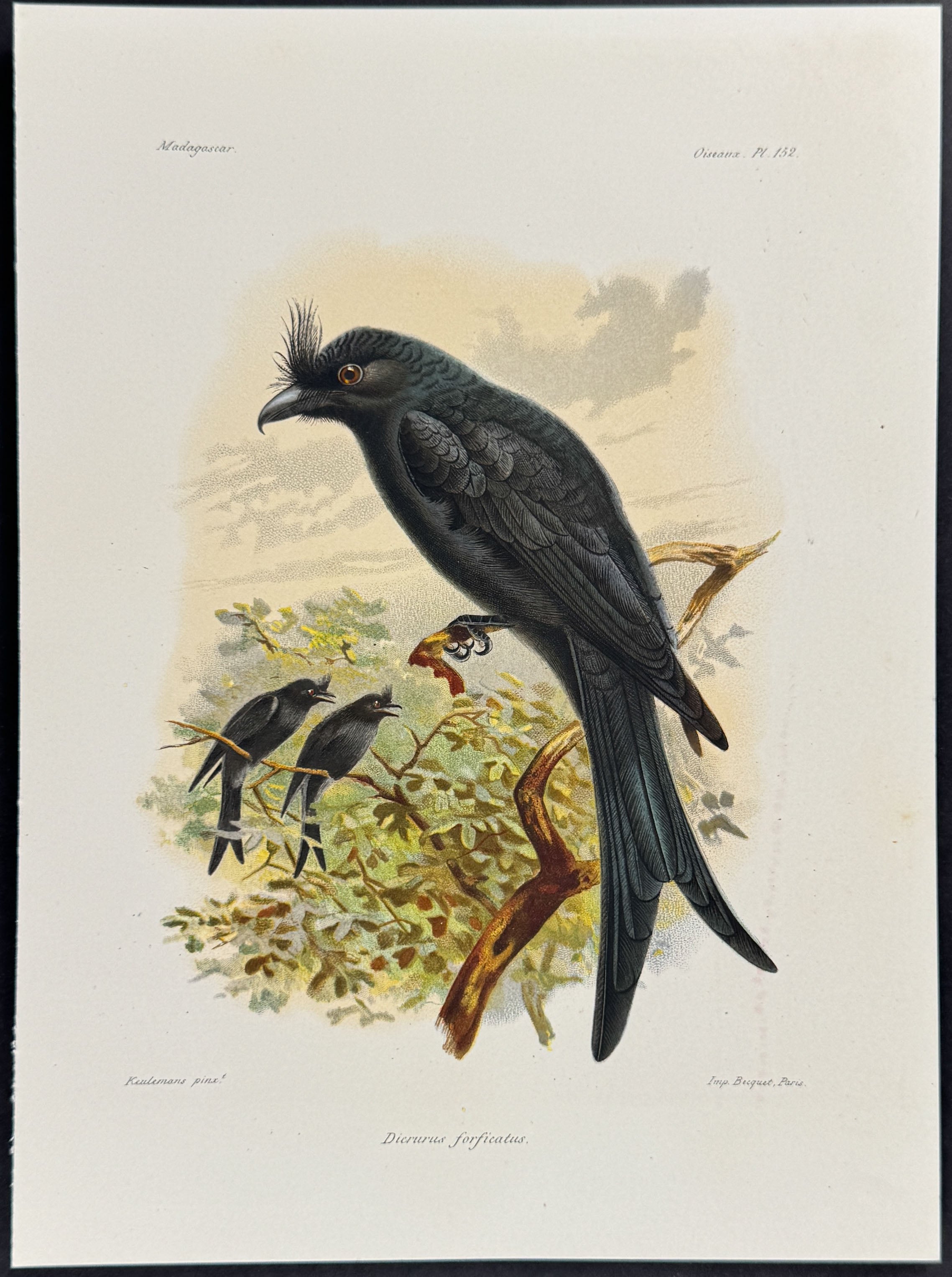 Crested drongo (Dicrurus forficatus)