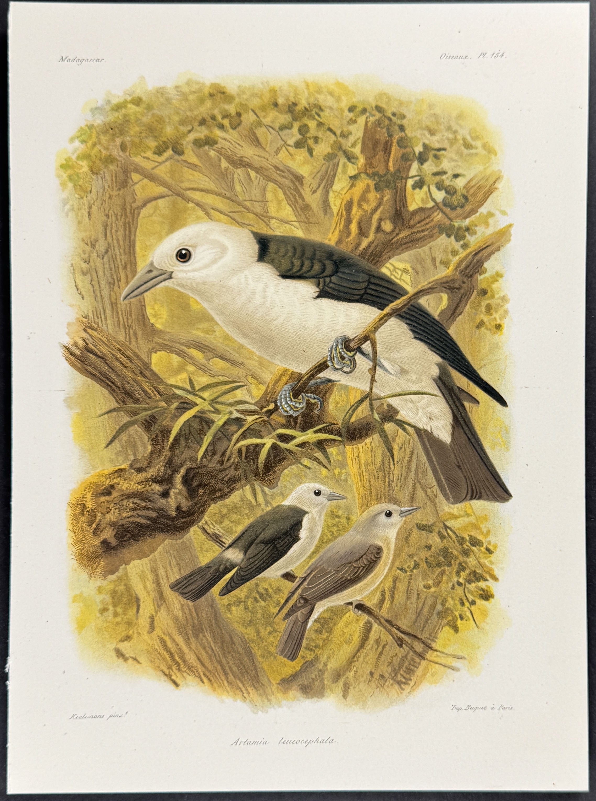 White-headed marsh tyrant (Artamia leucocephala) - 2 Plates