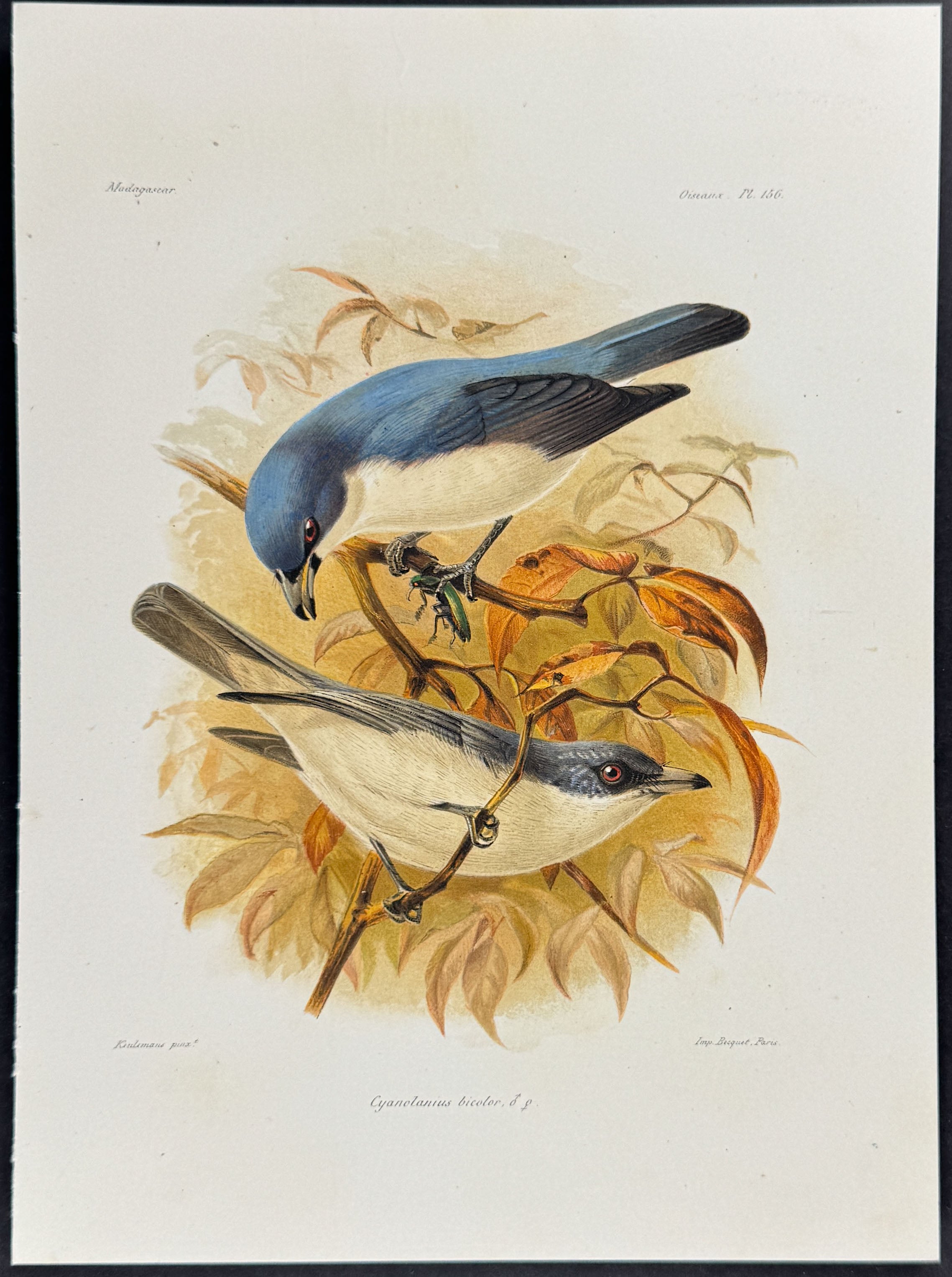 Madagascar blue vanga (Cyanolanius bicolor) - 2 Plates