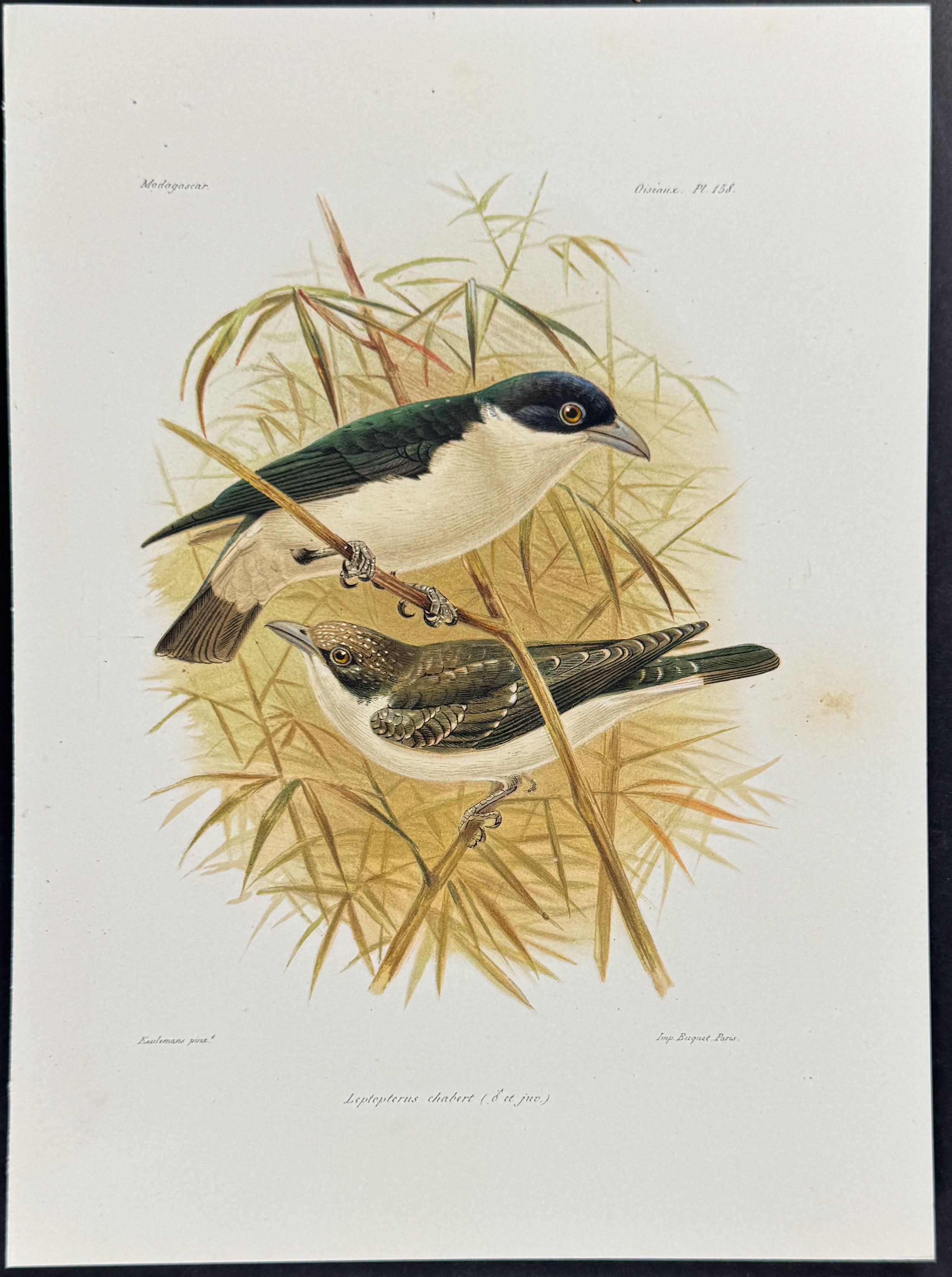 Chabert vanga (Leptepterus chabert)