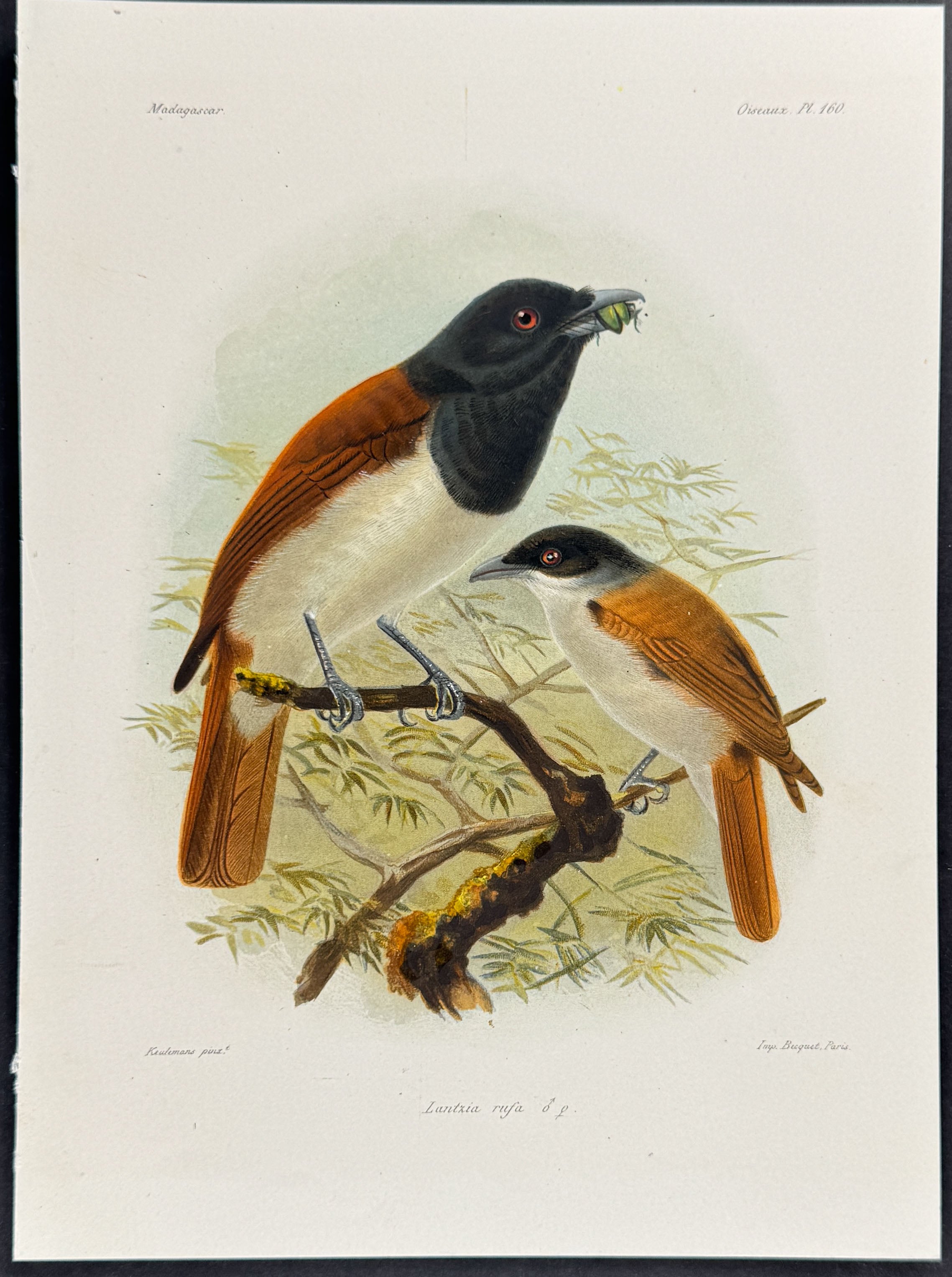 Rufous Vanga (Lantzia rufa) - 2 Plates