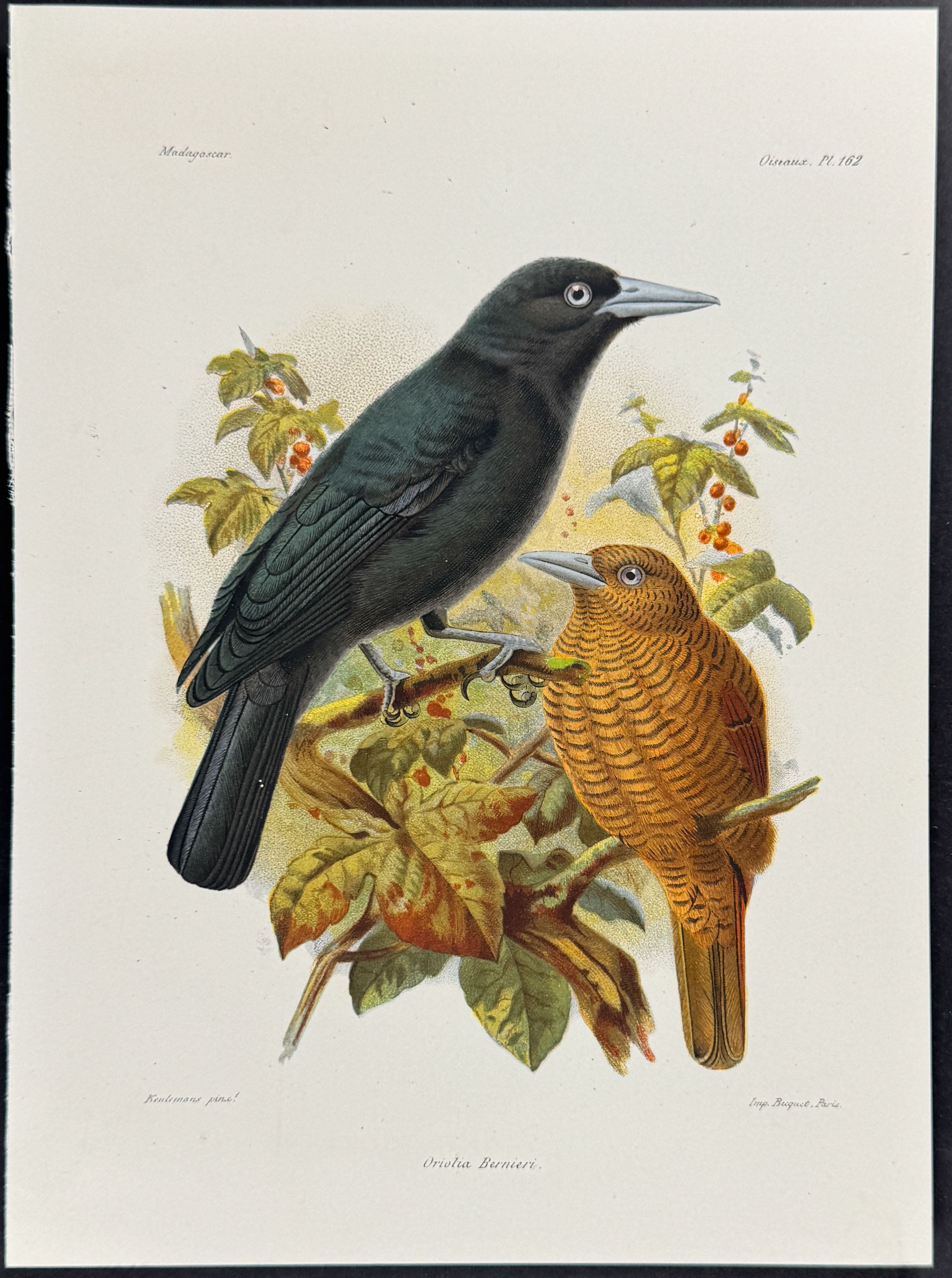 Bernier's vanga (Oriolia Bernieri)
