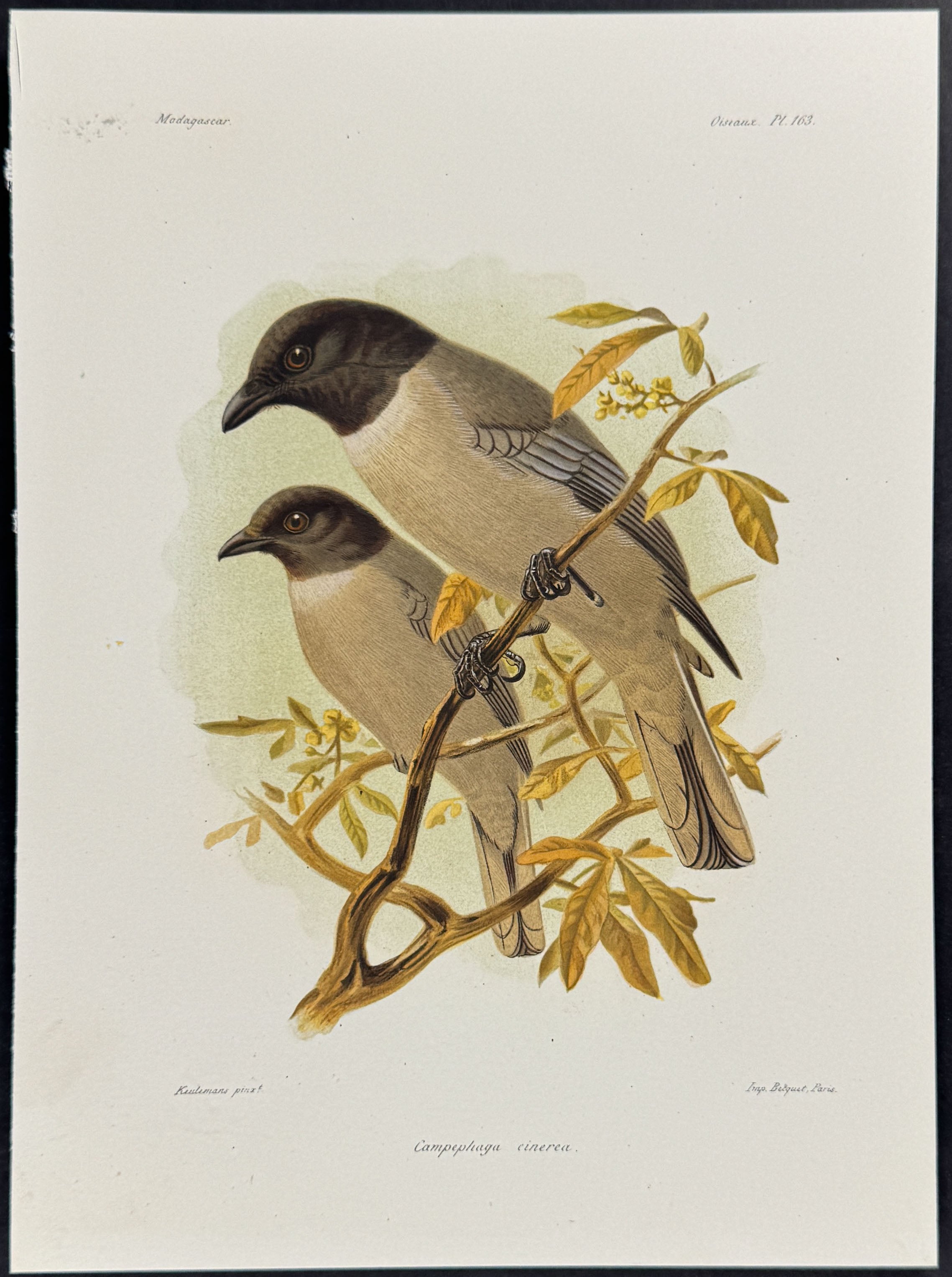 Cuckooshrike (Campephaga cinerea)
