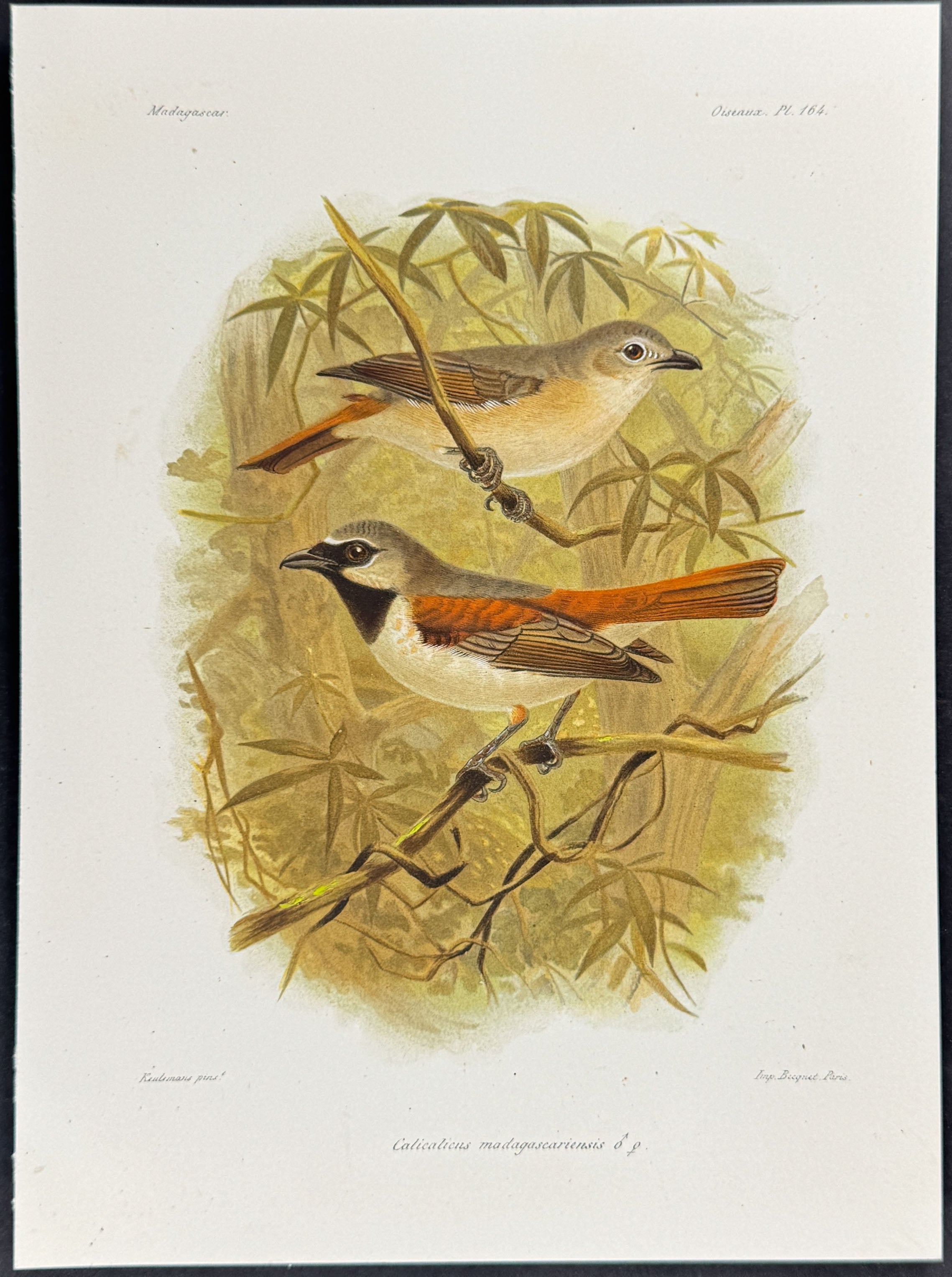 Red-tailed vanga (Calicalicus madagascariensis) - 2 Plates