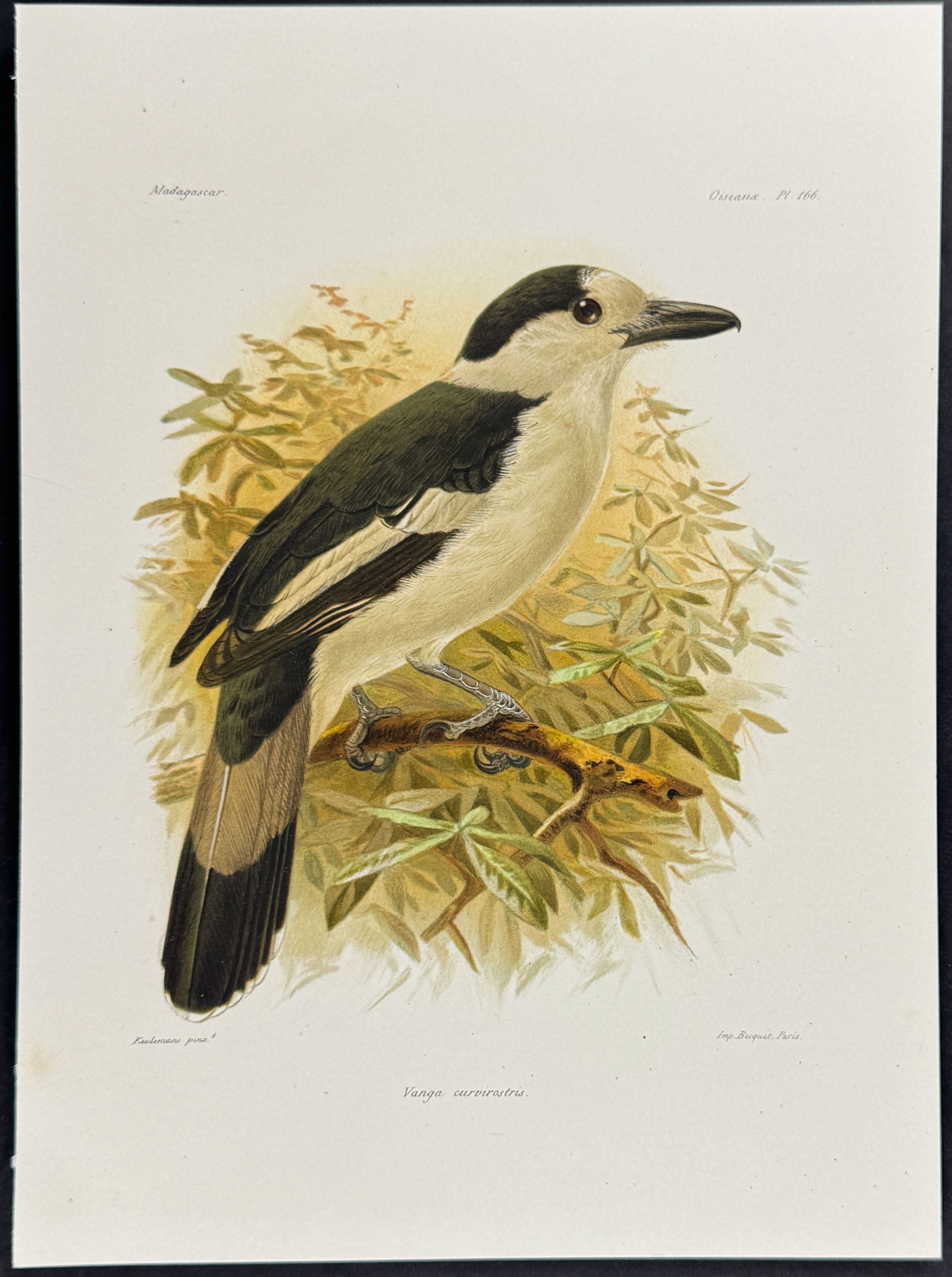 Hook-billed vanga (Vanga curvirostris)
