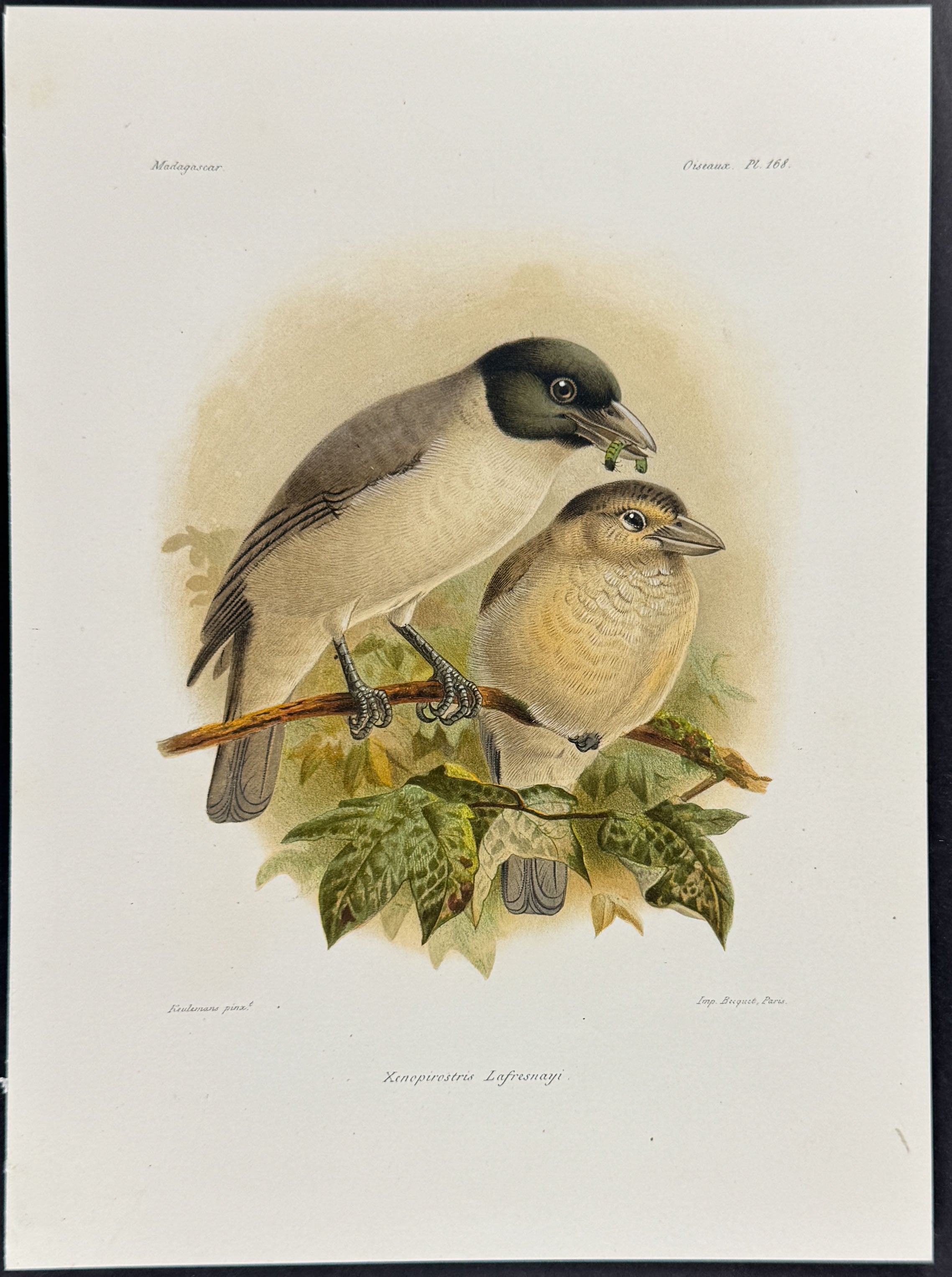 Lafresnaye's vanga (Xcnopirostris Lafresnayi)