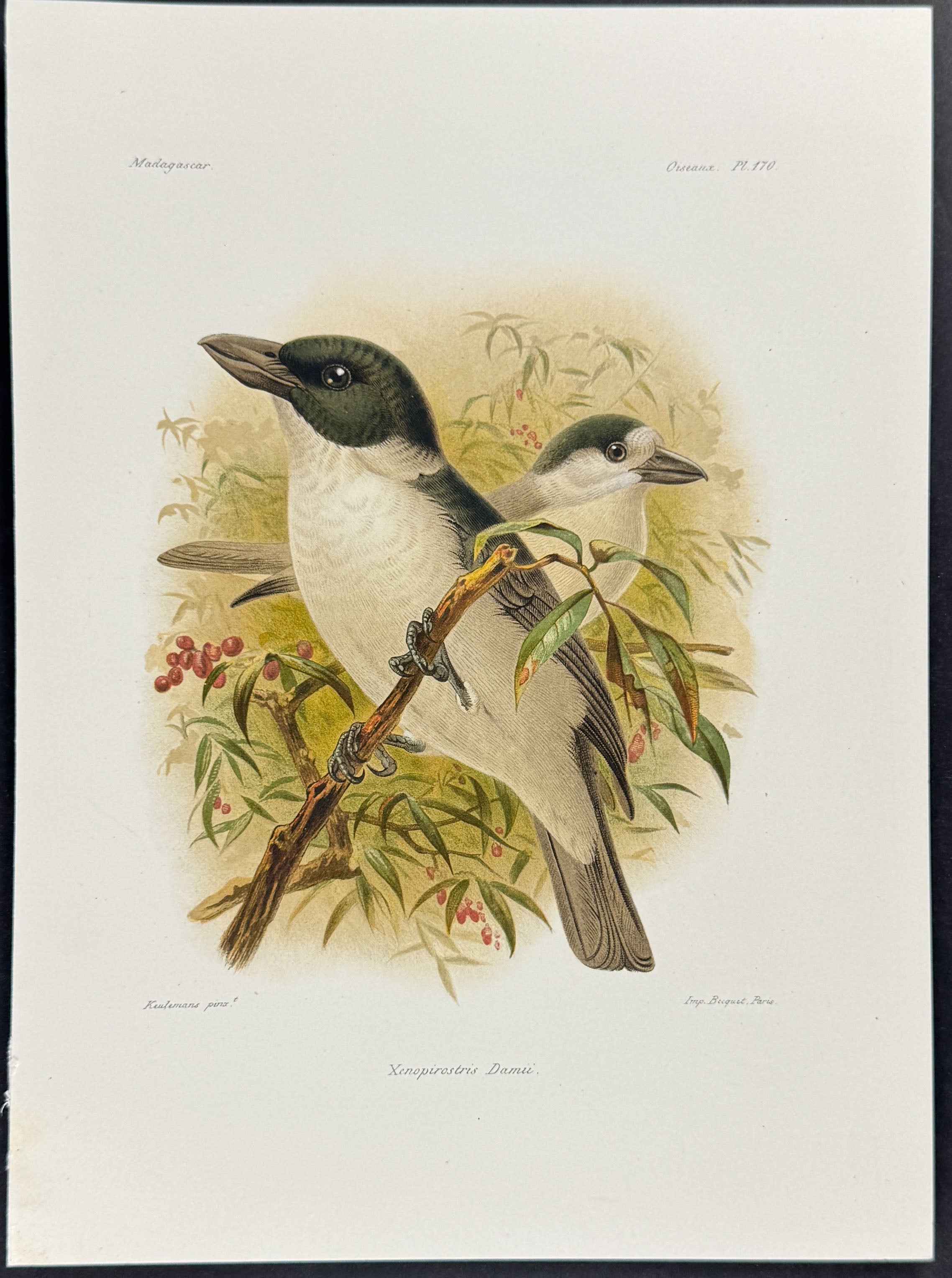 Van Dam's vanga (Xenopirostris Dami) - 3 Plates