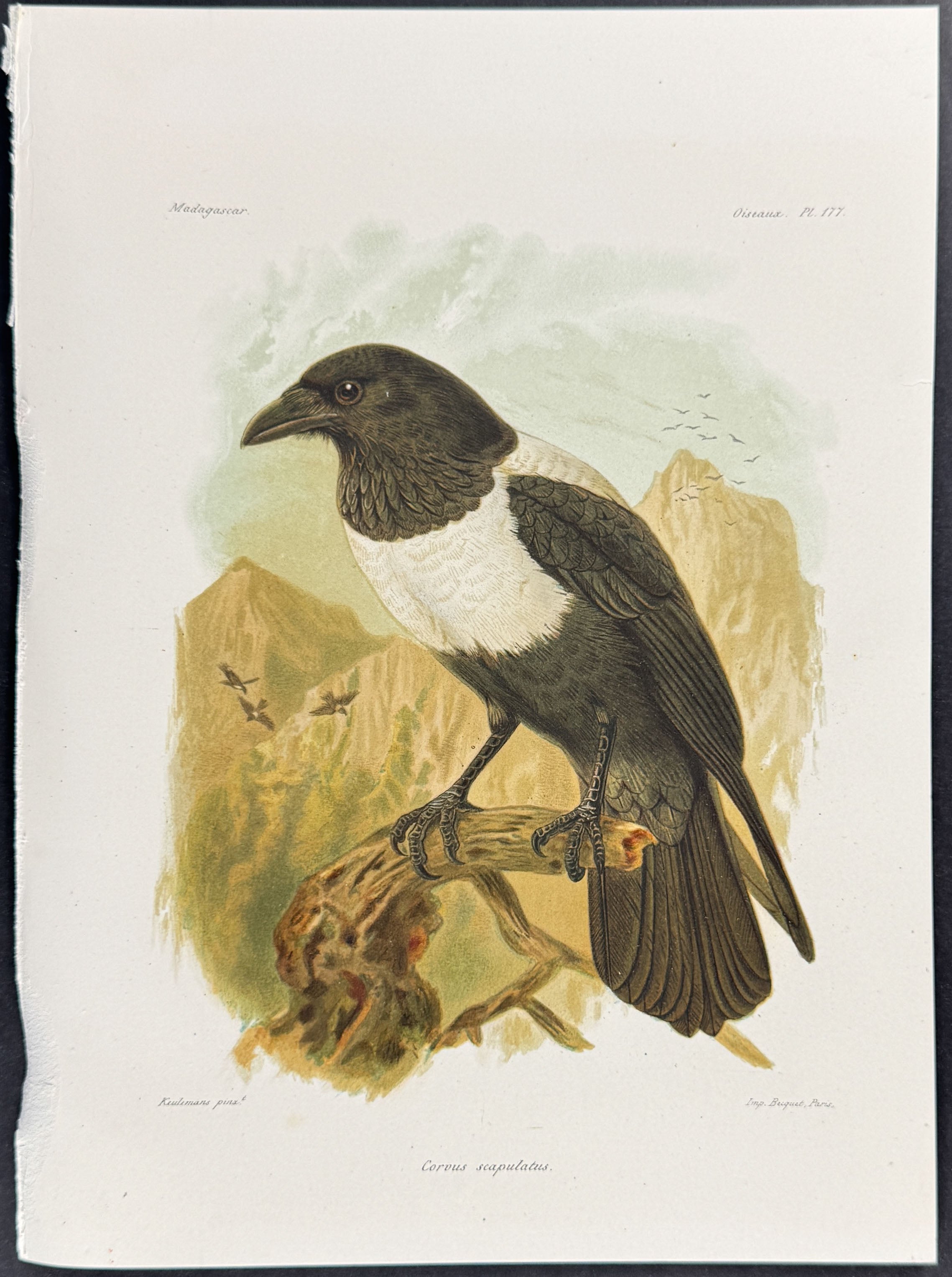 Daurian jackdaw (Corvus scapulatus) - 2 Plates