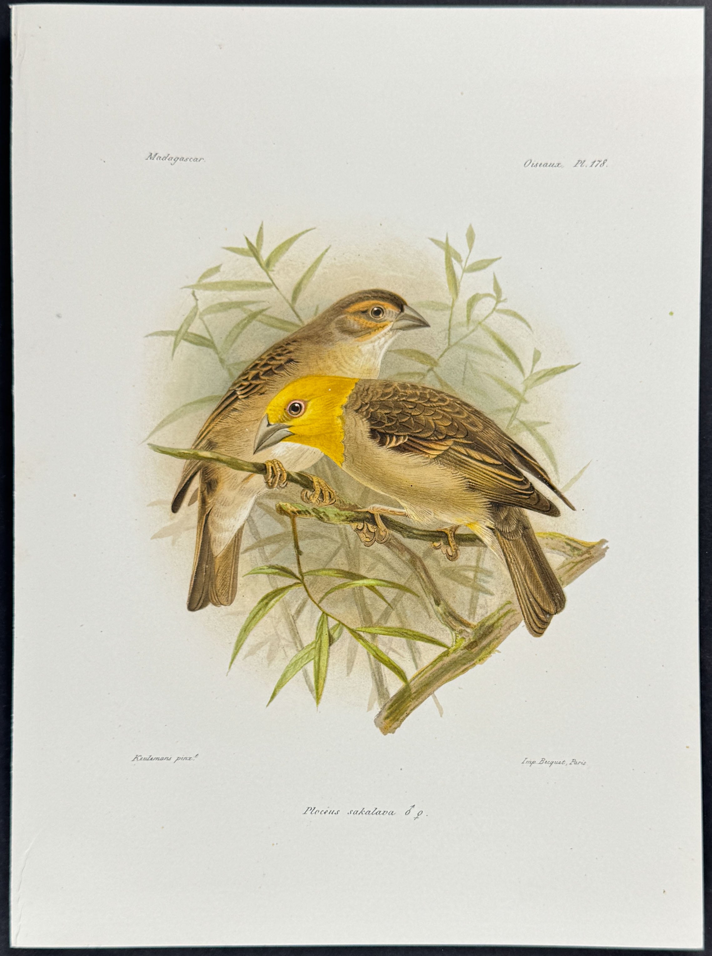 Sakalava weaver (Plocius sakalava)