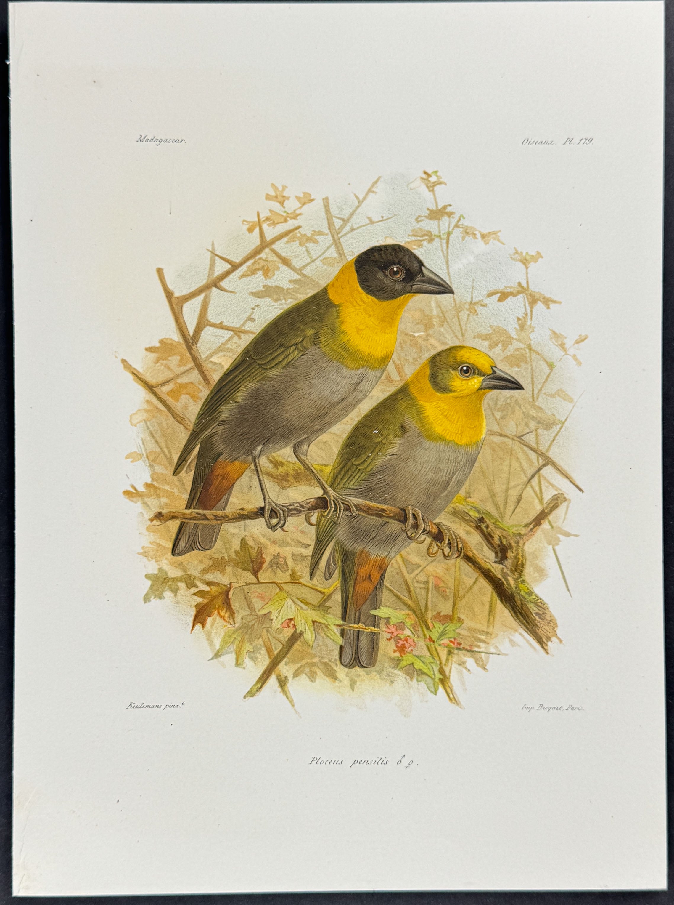 Cape weaver (Ploceus pensitis)