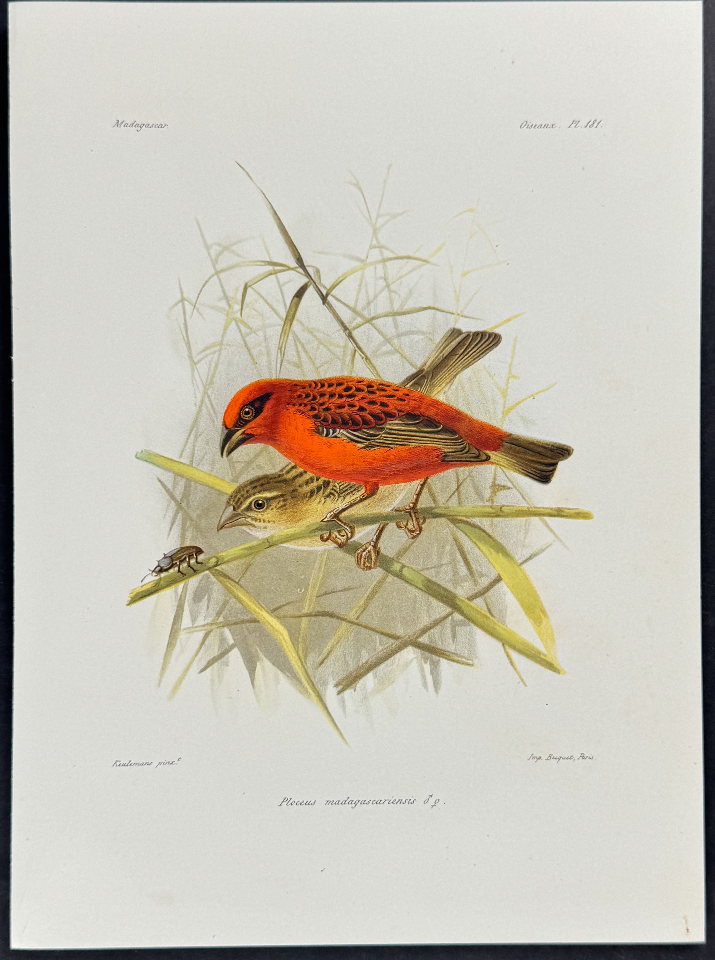 Weaver (Ploceus madagascariensis)