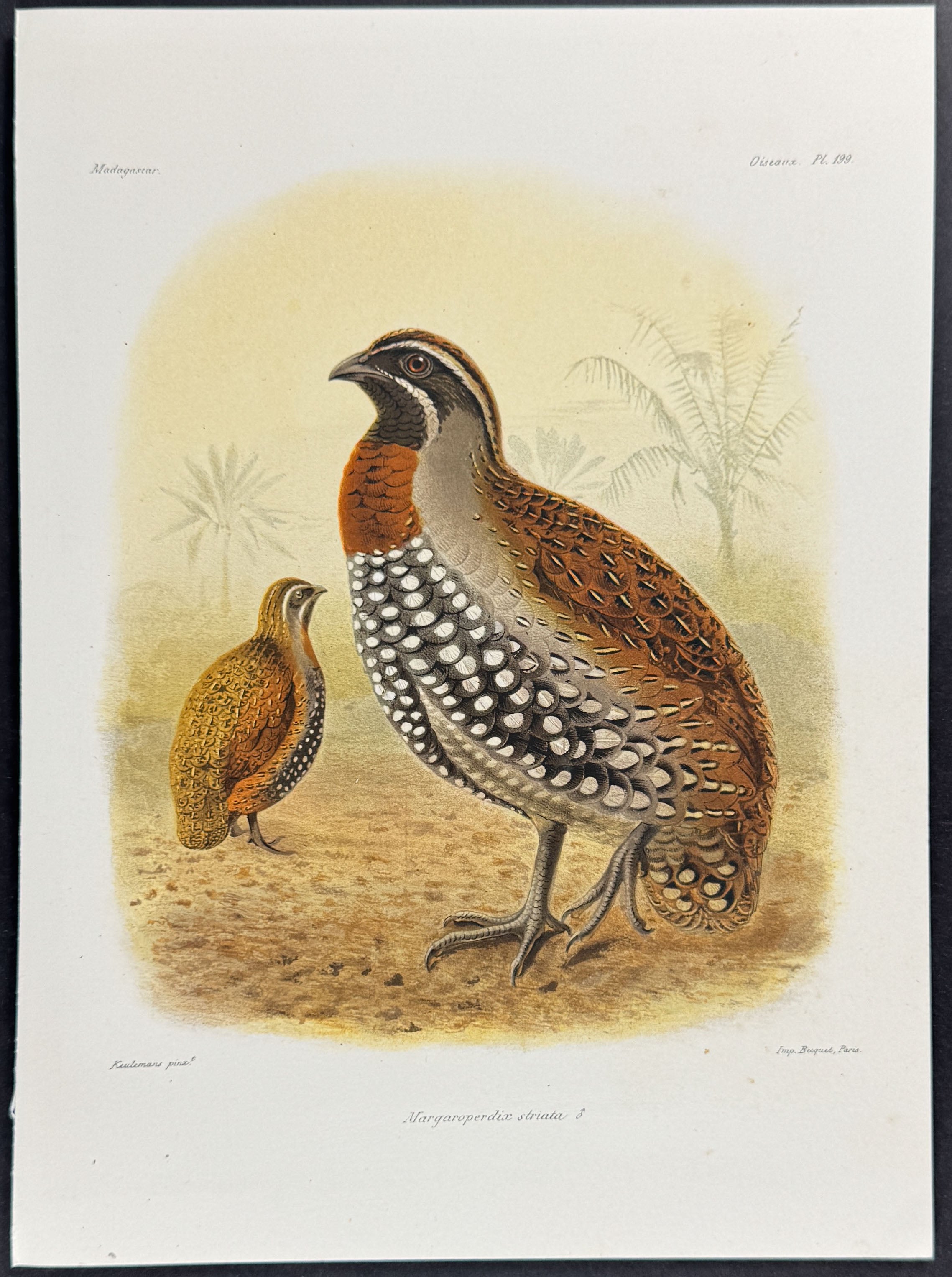 Striated laughing thrush (Margaroperdia striata)