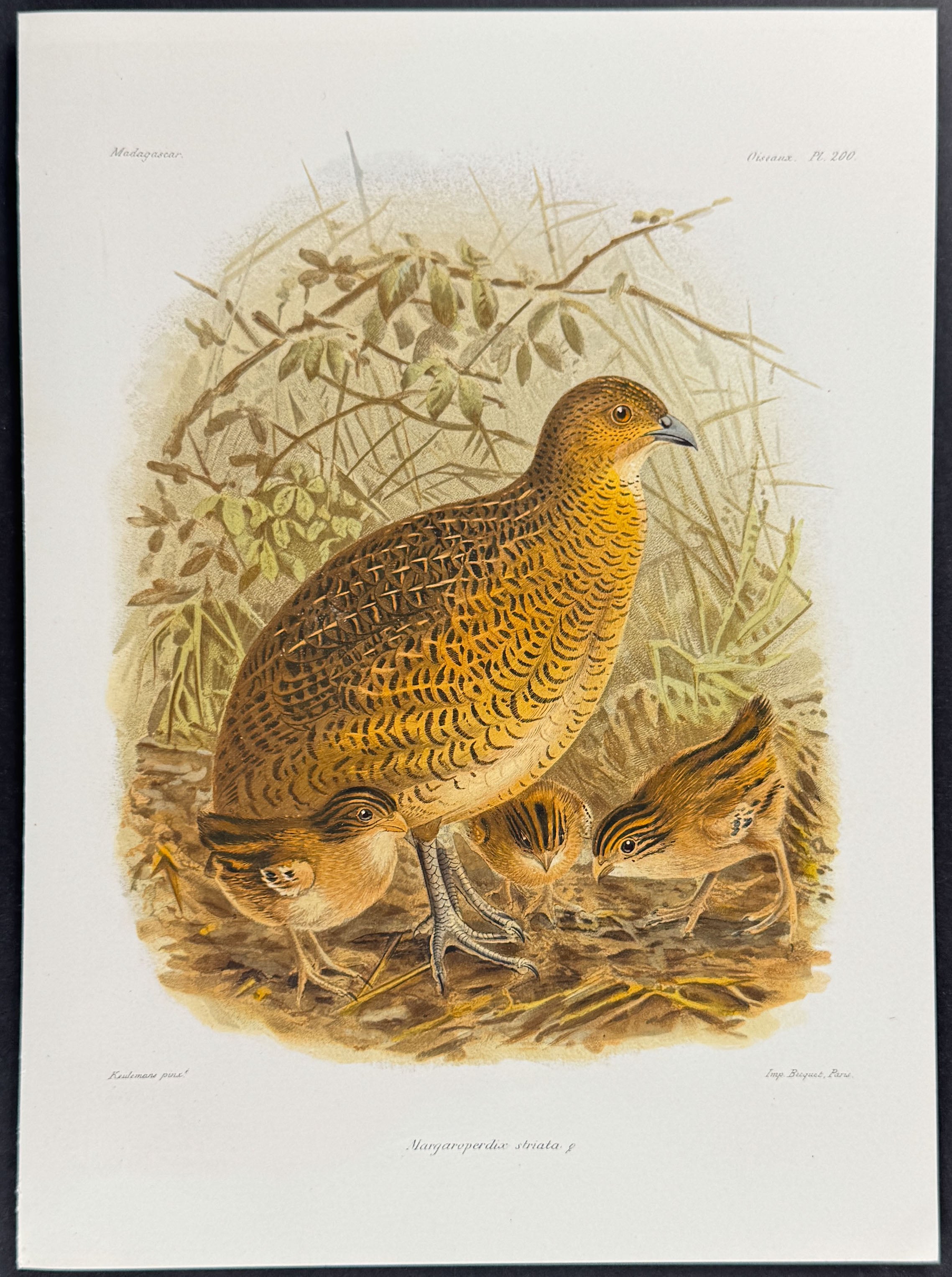 Striated laughing thrush (Margaroperdix striata) - 3 Plates