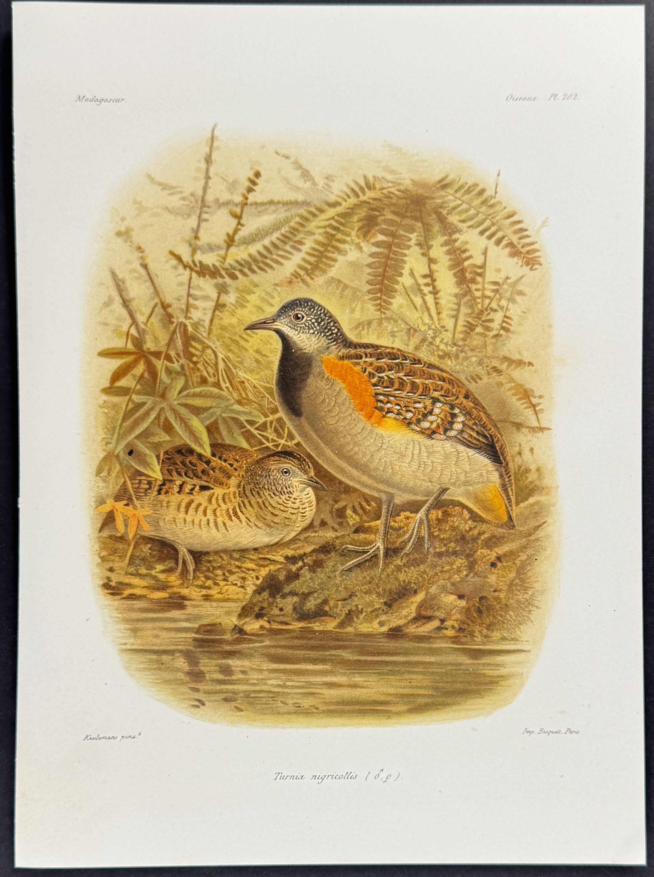 Madagascar buttonquail (Turnia nigricollis)