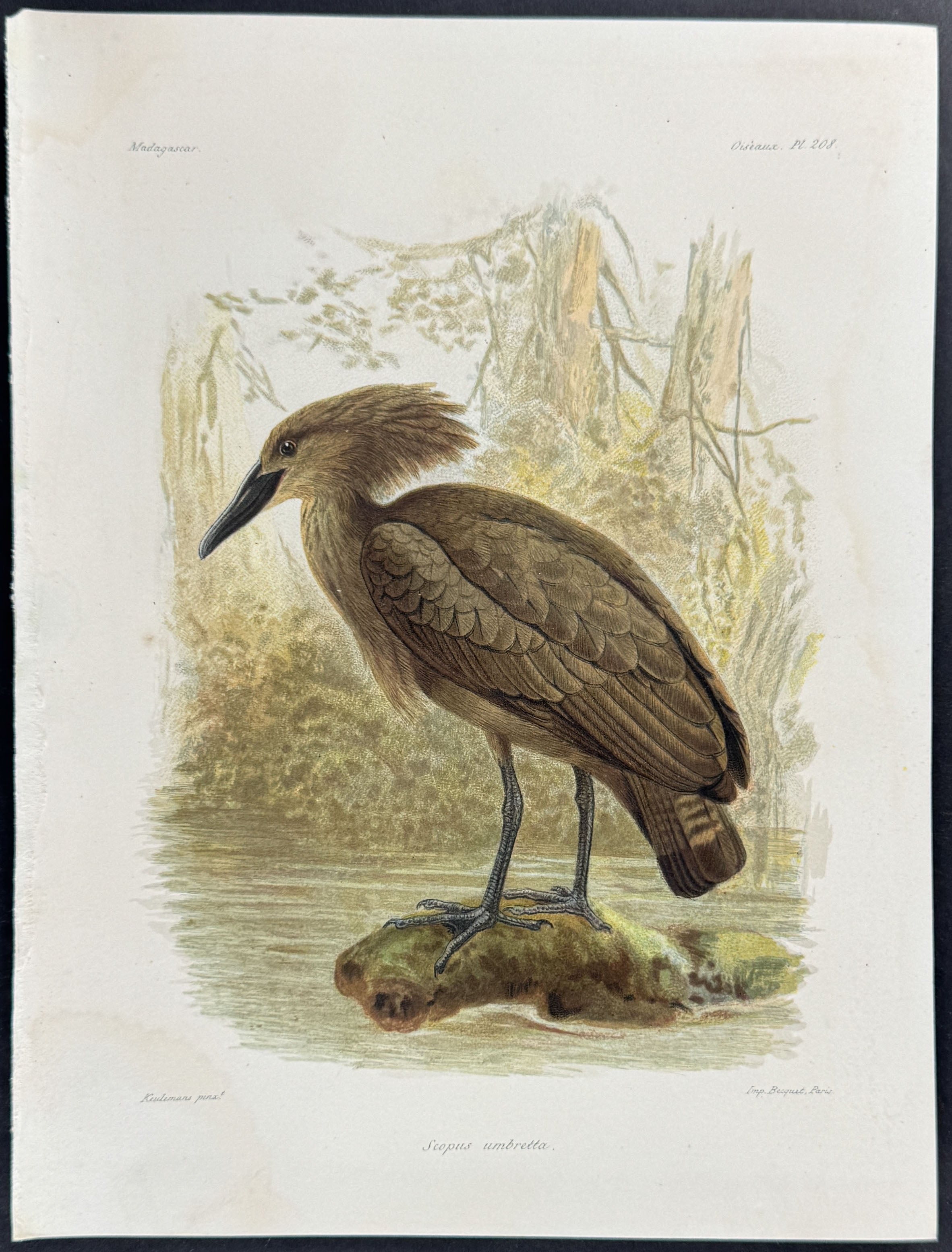 Hamerkop (Scopus umbretta) - 2 Plates