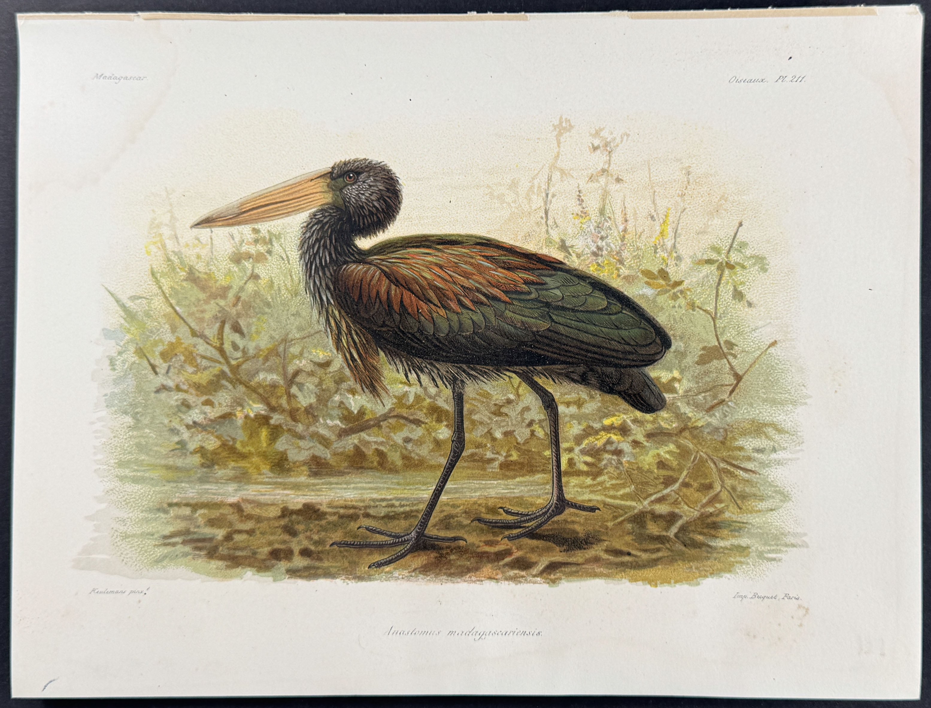 African openbill (Tnastomus madagaseariensis) - 4 Plates