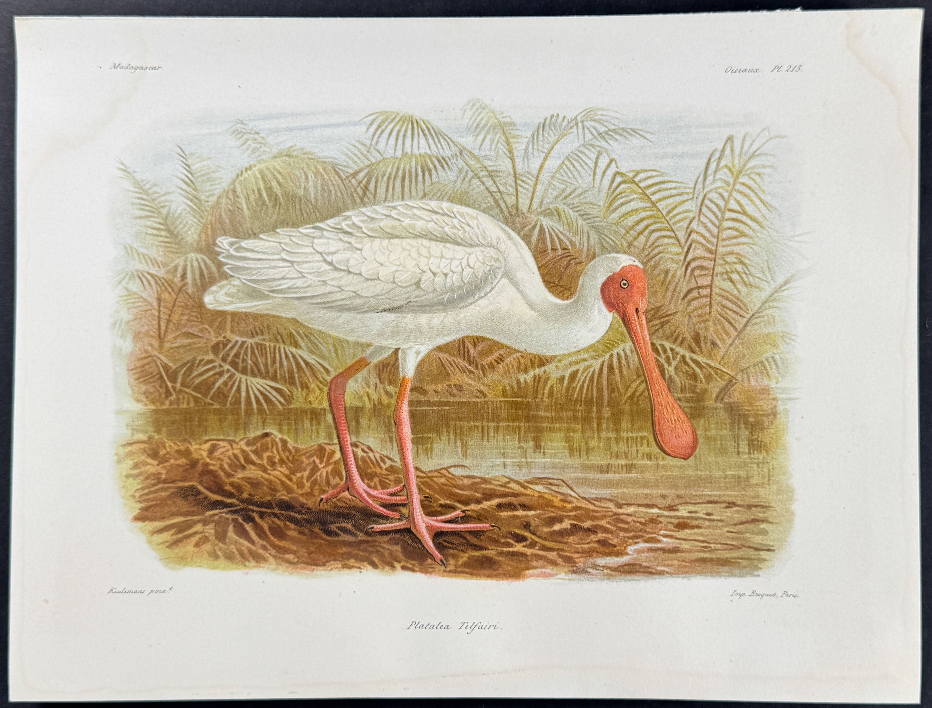 Spoonbill (Platalea Telfairi) - 2 Plates