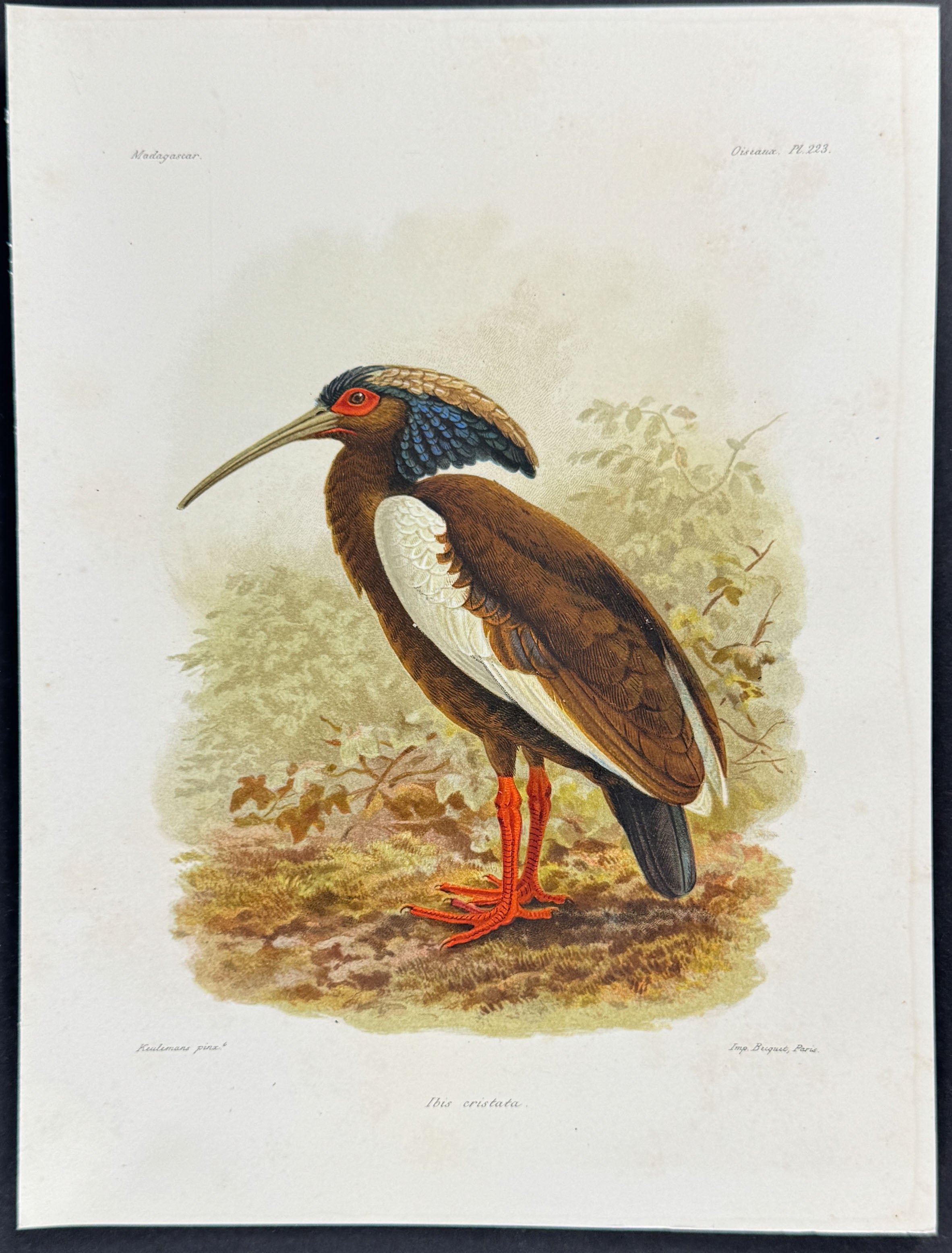 Madagascar ibis (Ibis cristata) - 3 Plates