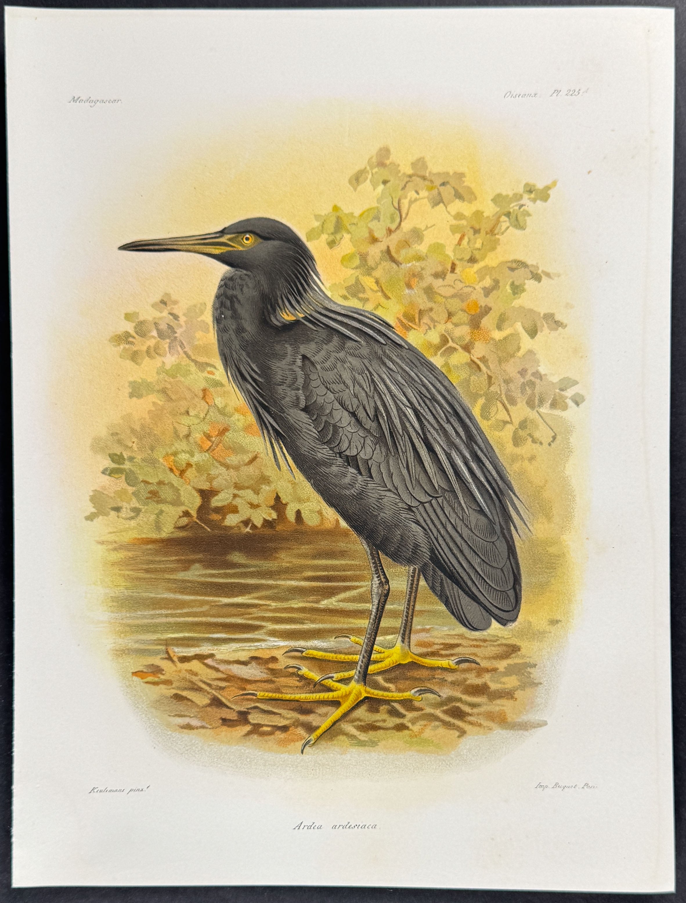 Black heron (Ardea ardesiaca)