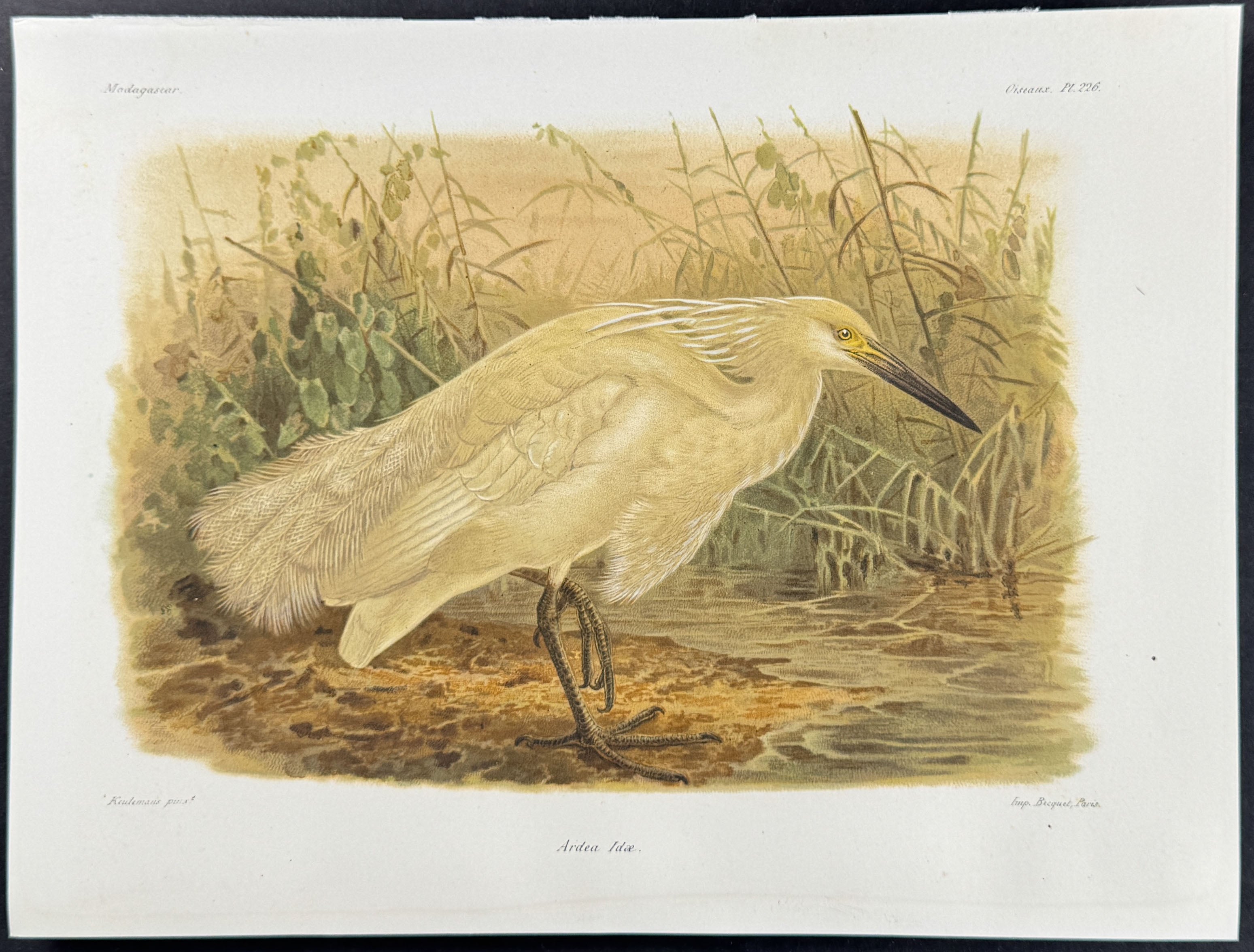 Ardea (Ardea Ida) - 2 Plates