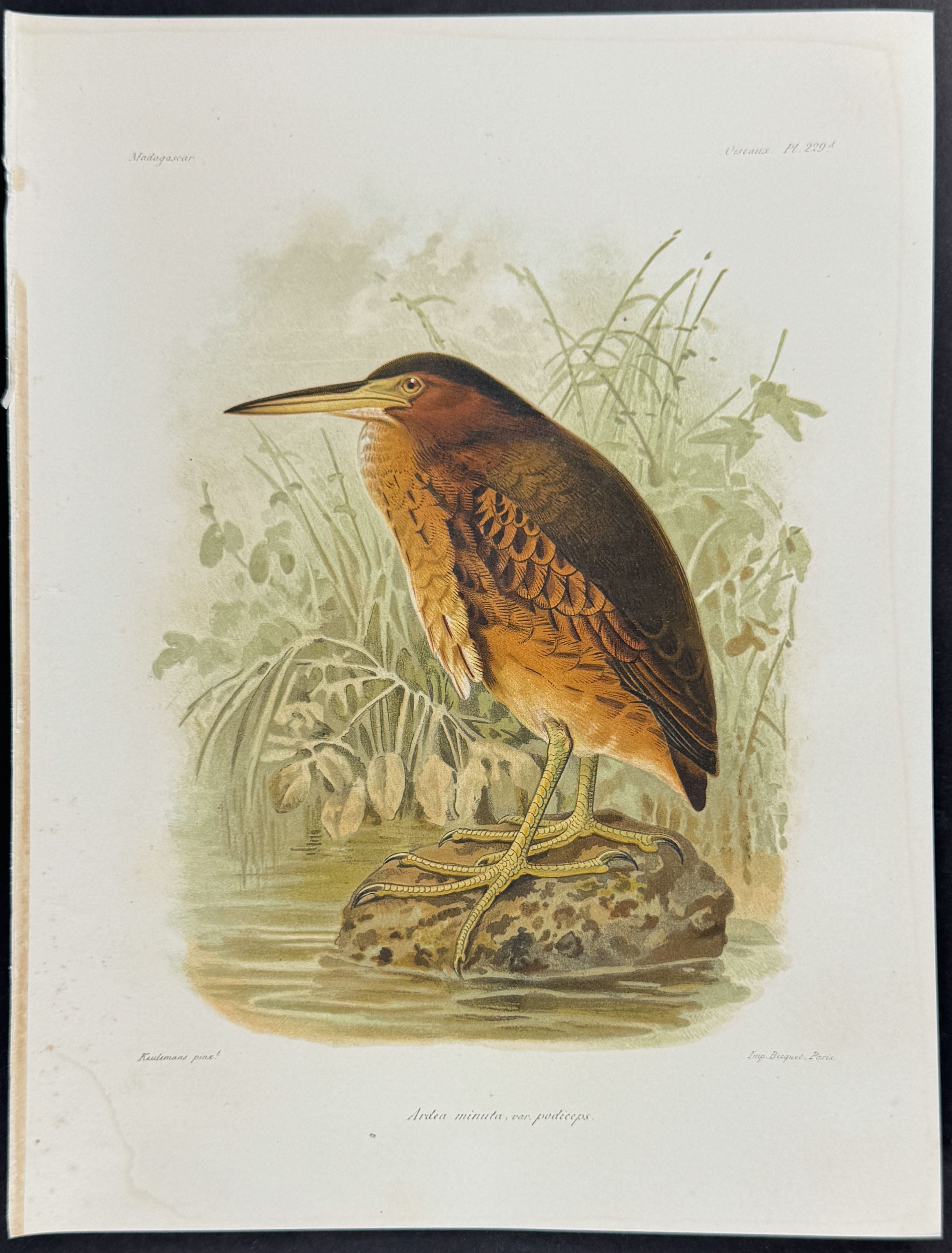 Little bittern (Ardea minuta) - 2 Plates