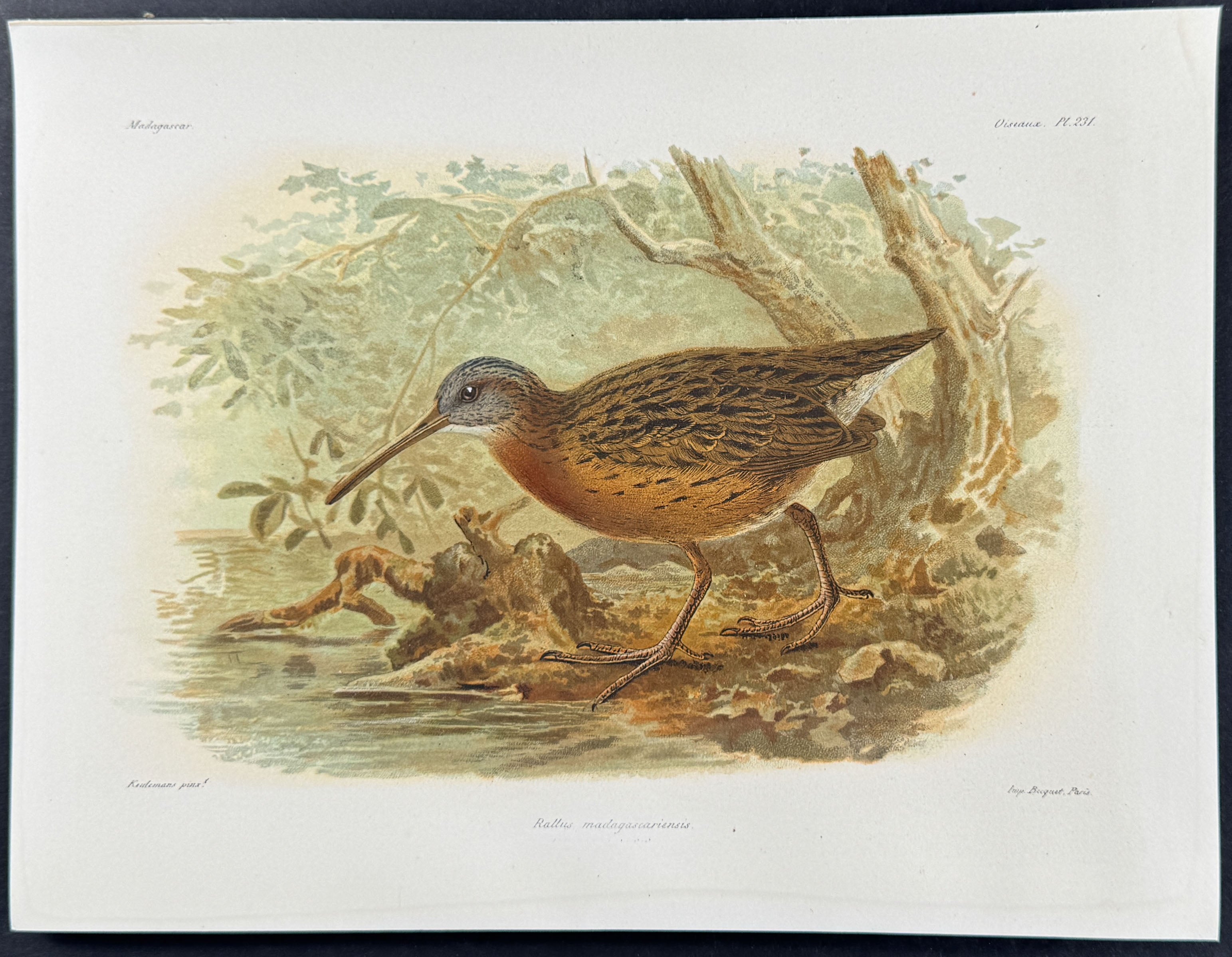 Madagascar rail (Rallus madagascariensis) - 2 Plates