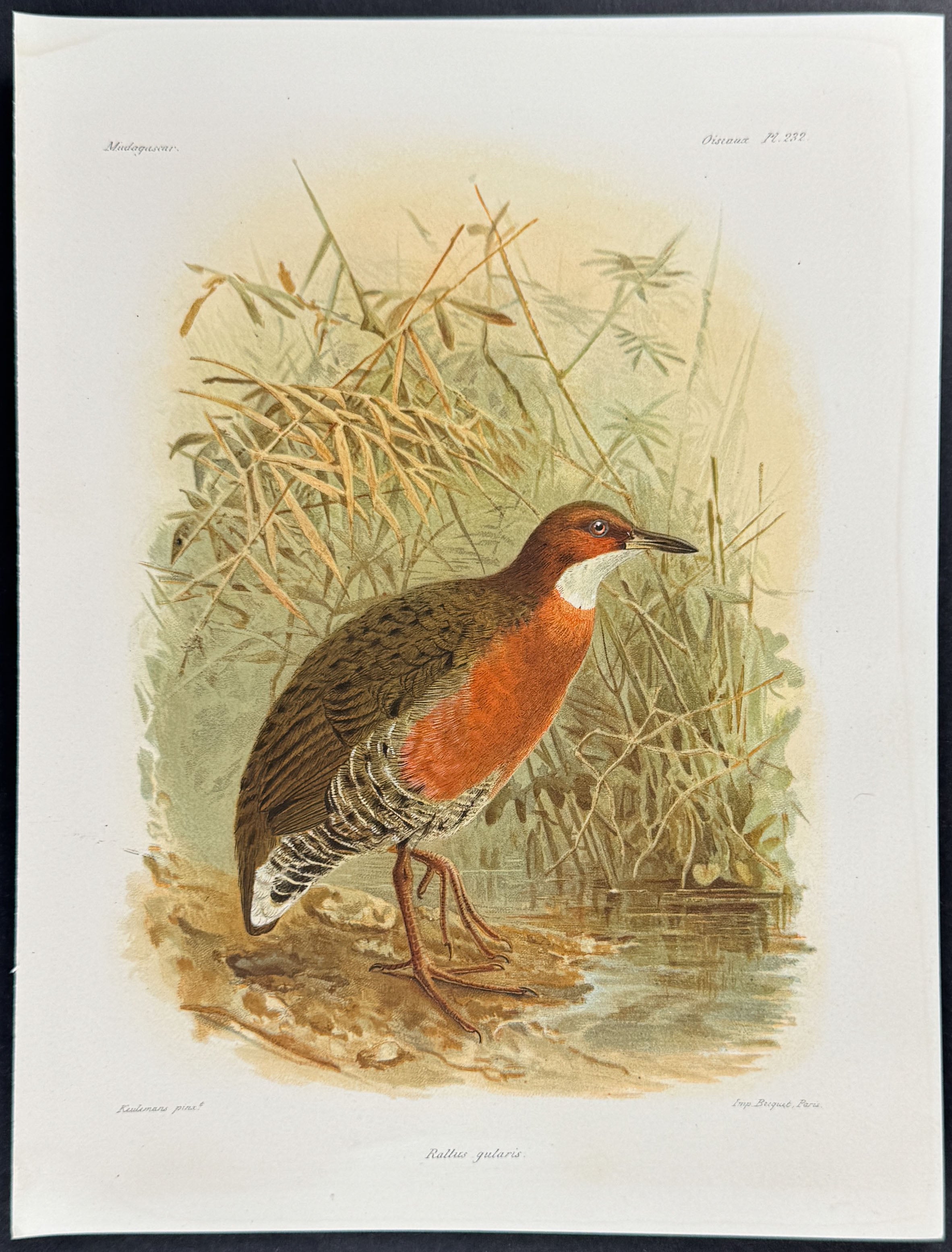 Slaty-breasted rail (Rallus gularis)