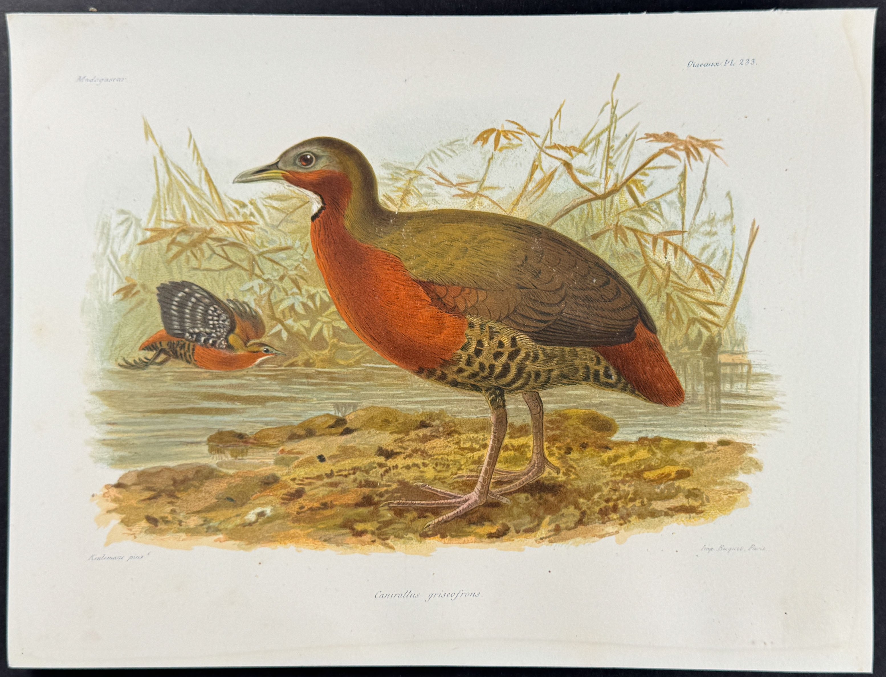Grey-throated rail (Canirallus griseofrons) - 2 Plates