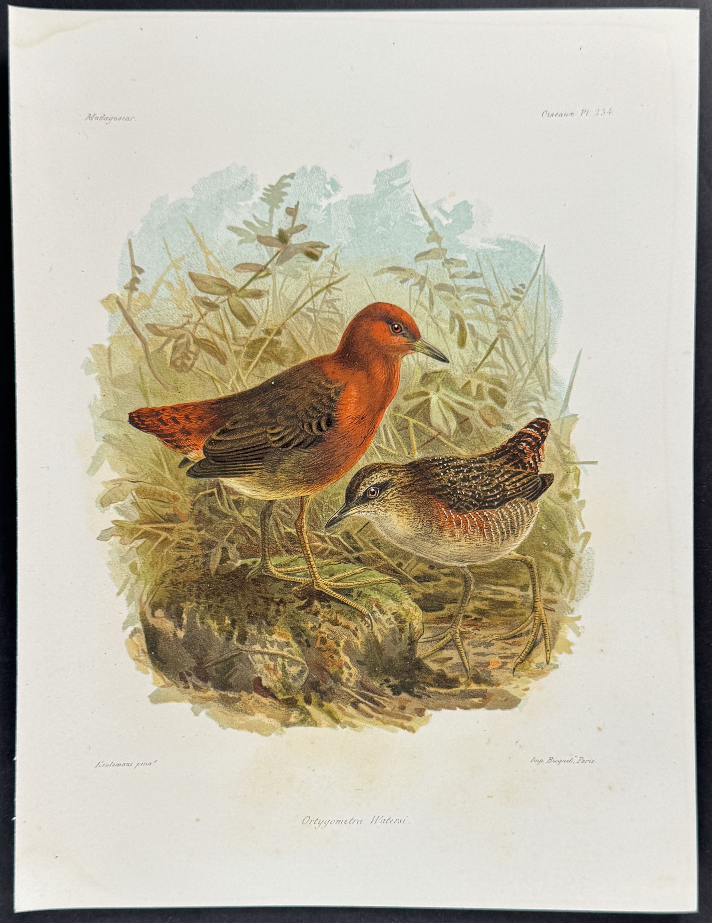Slender-billed flufftail (Ortygometra Watersi)