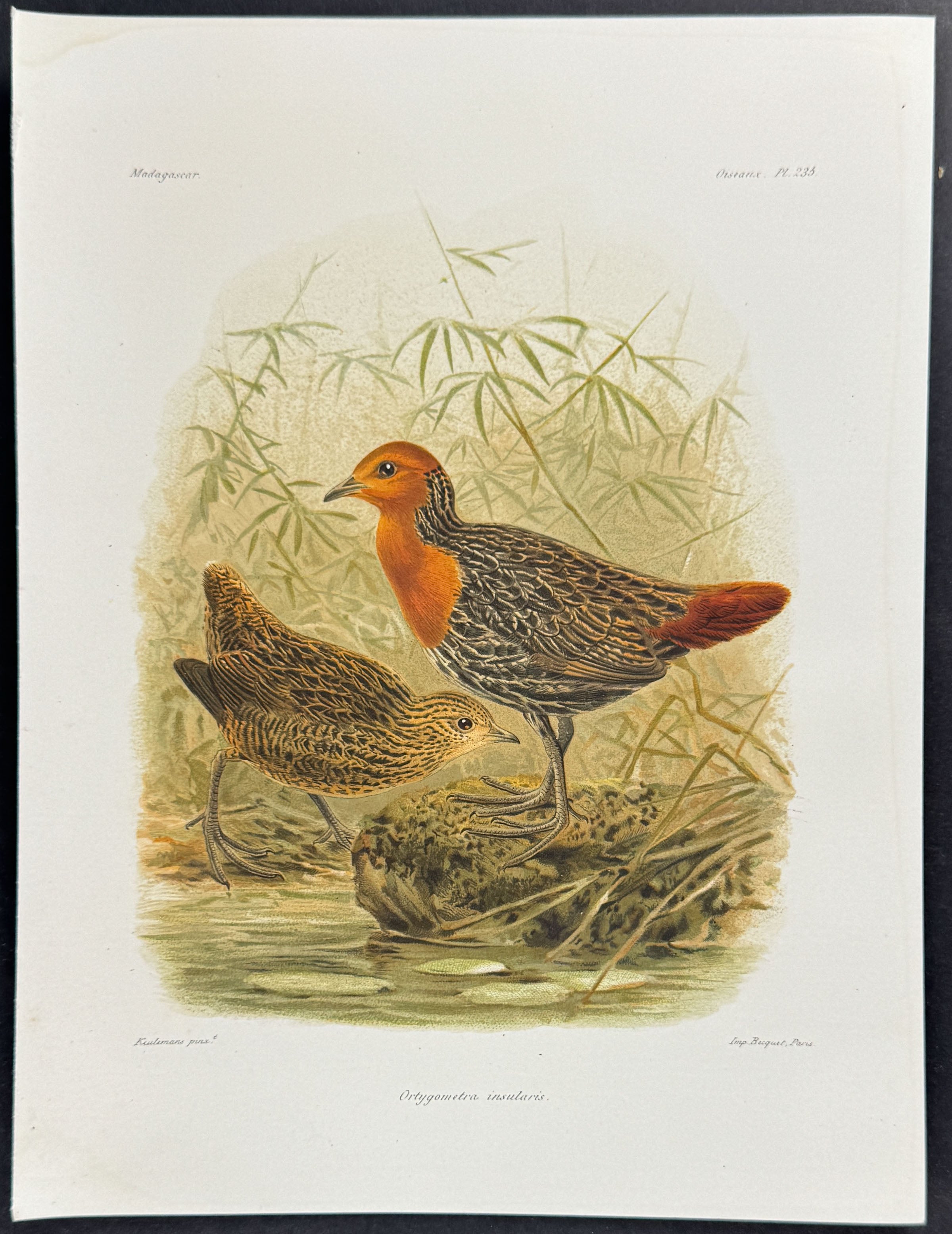 Madagascar flufftail (Ortygometra insularis)