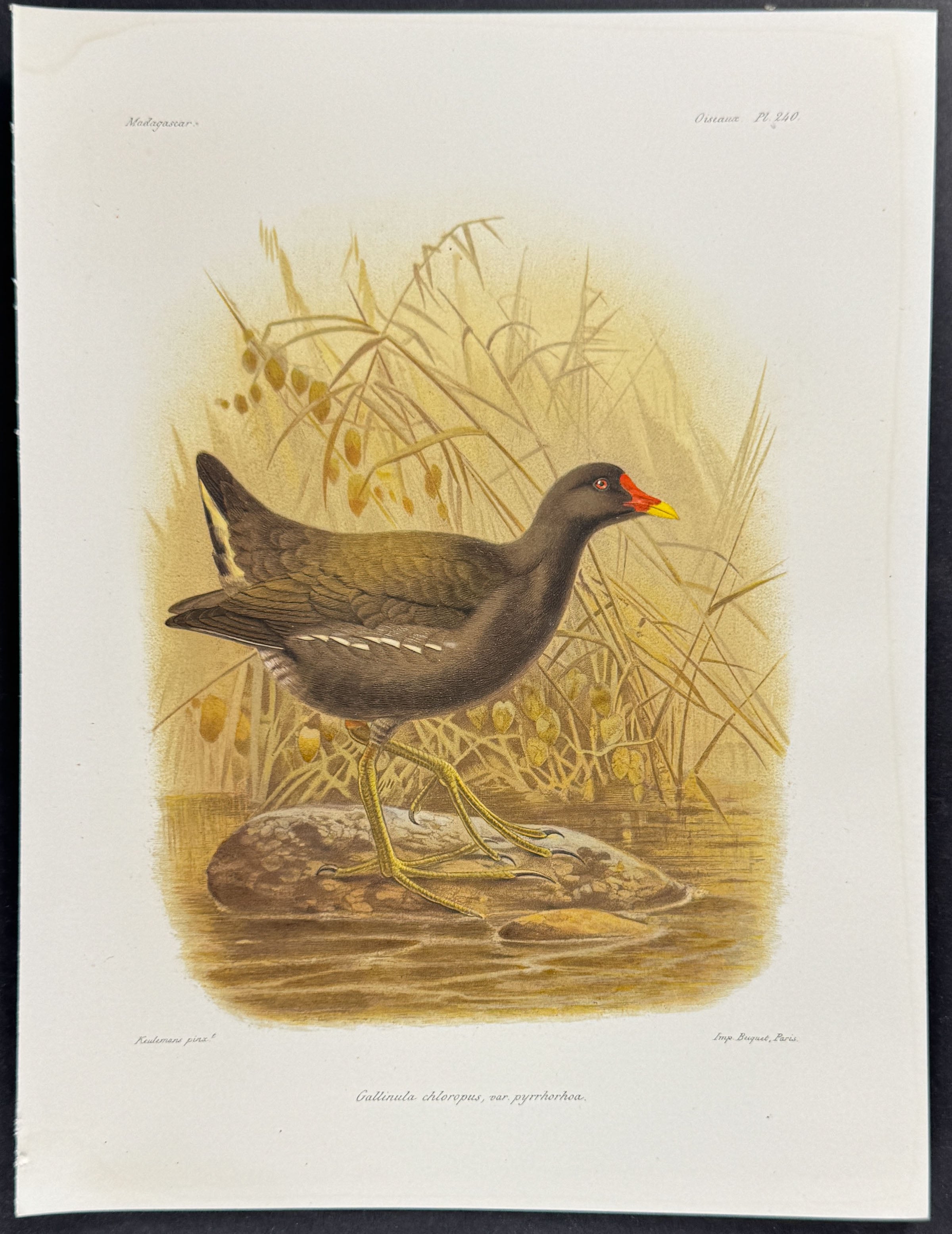 Common moorhen (Gallinula chloropus) - 2 Plates