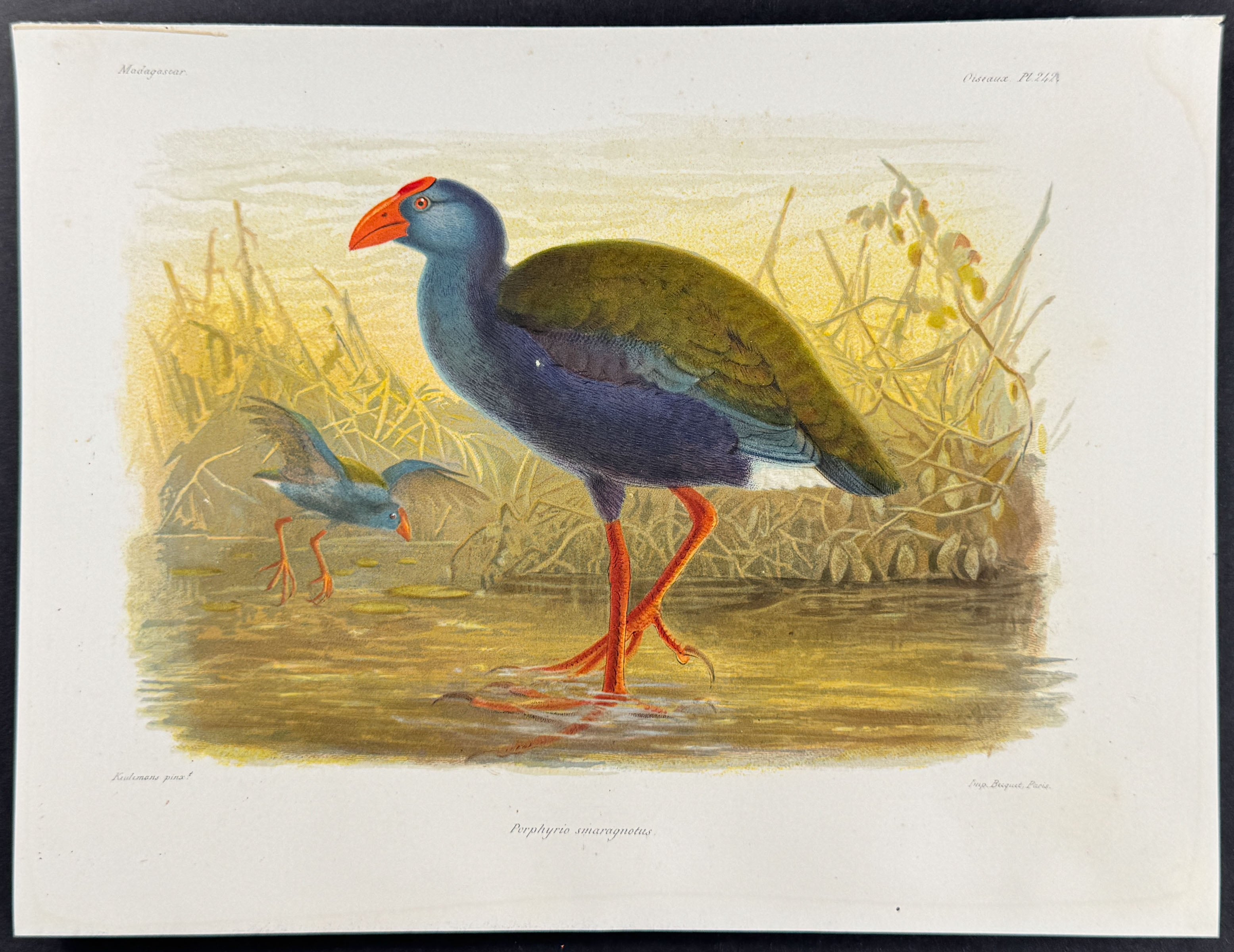 Western swamphen (Porphyrio smaragnotus) - 2 Plates