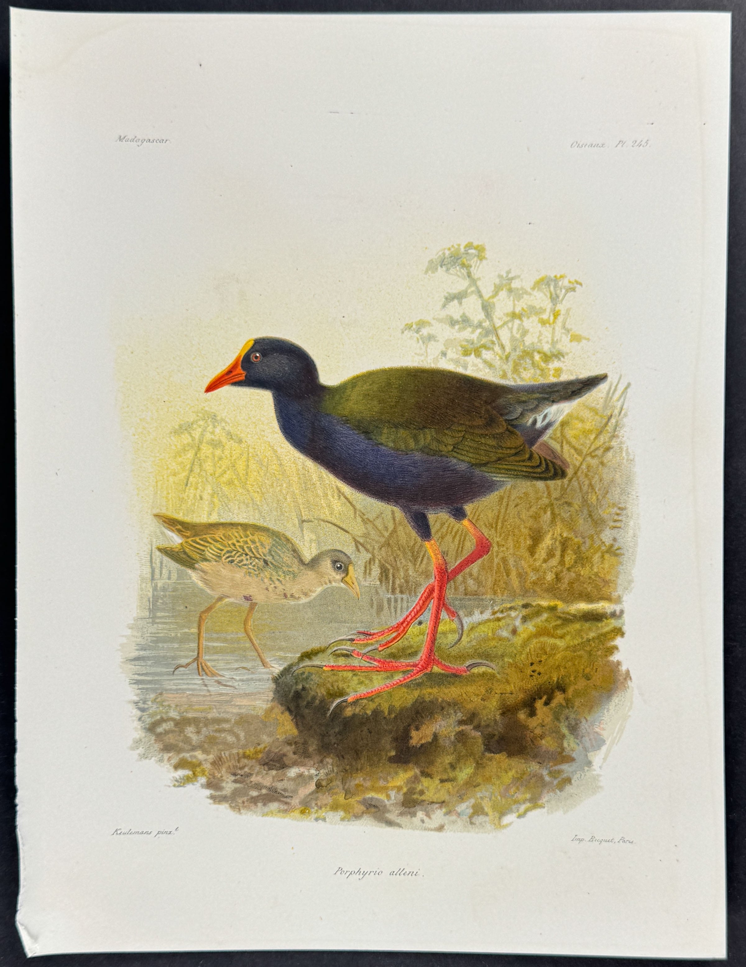Allen's gallinule (Porphyrio alleni)