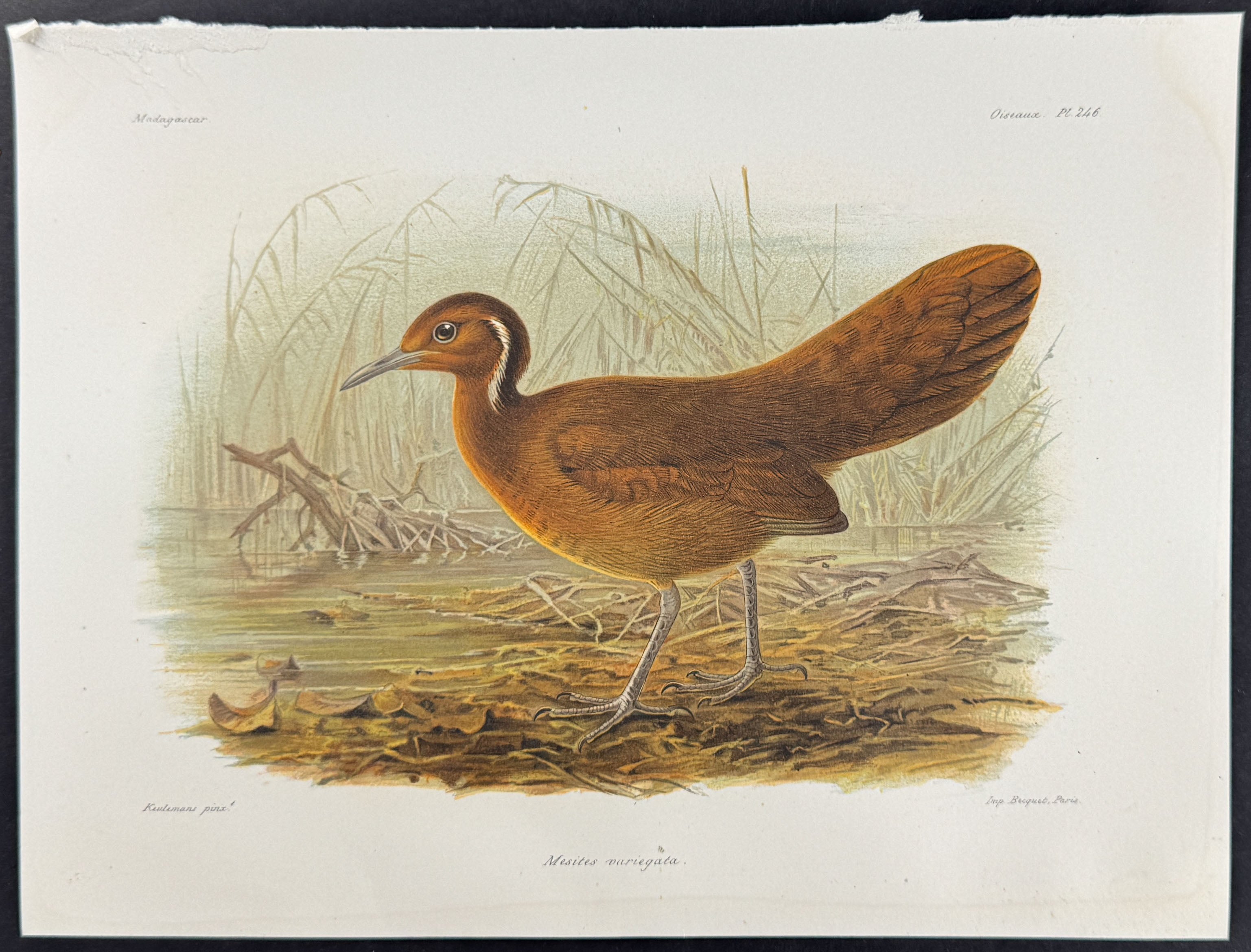 White-breasted mesite (Mesites variegata)