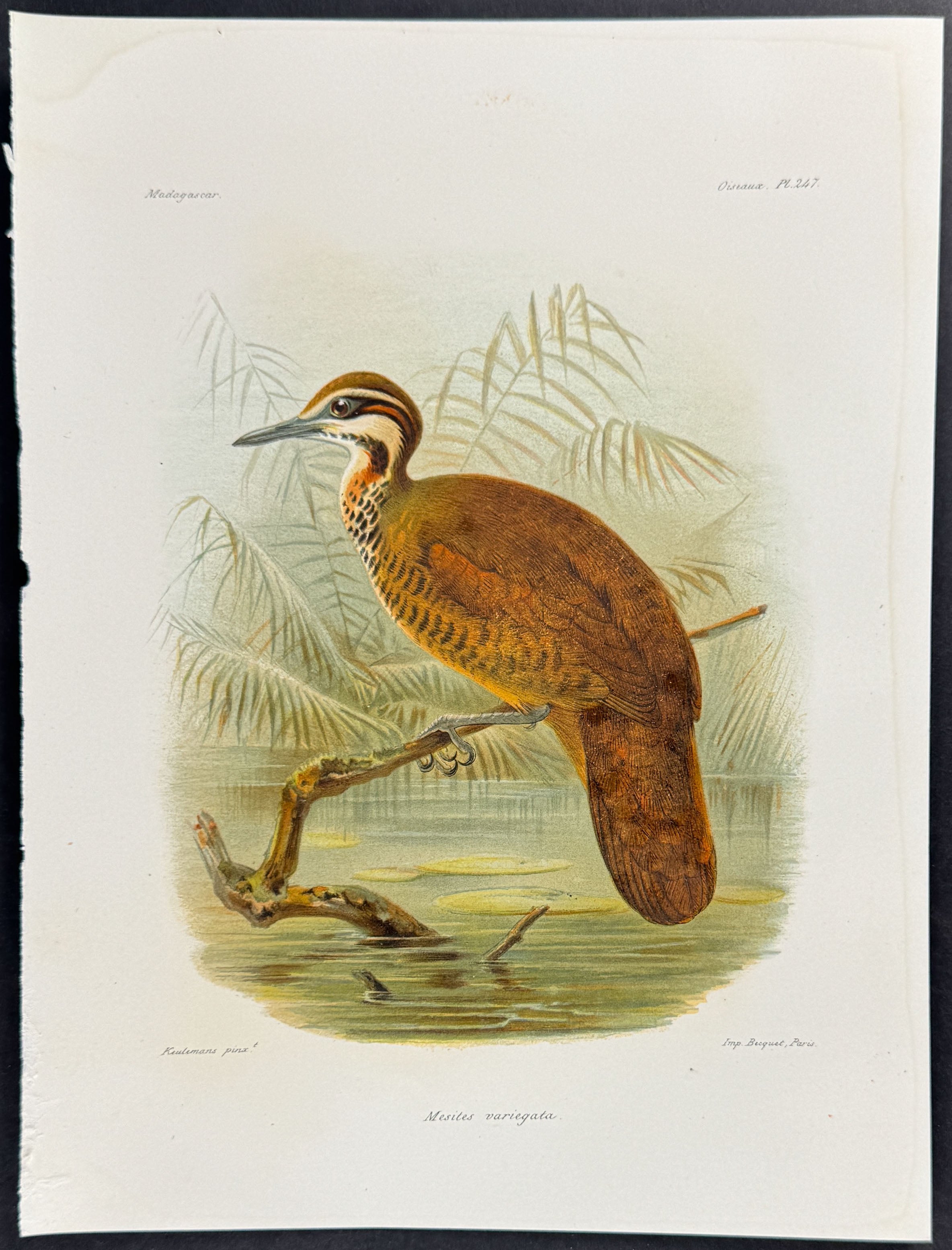 White-breasted mesite (Mesites variegata) - 4 Plates